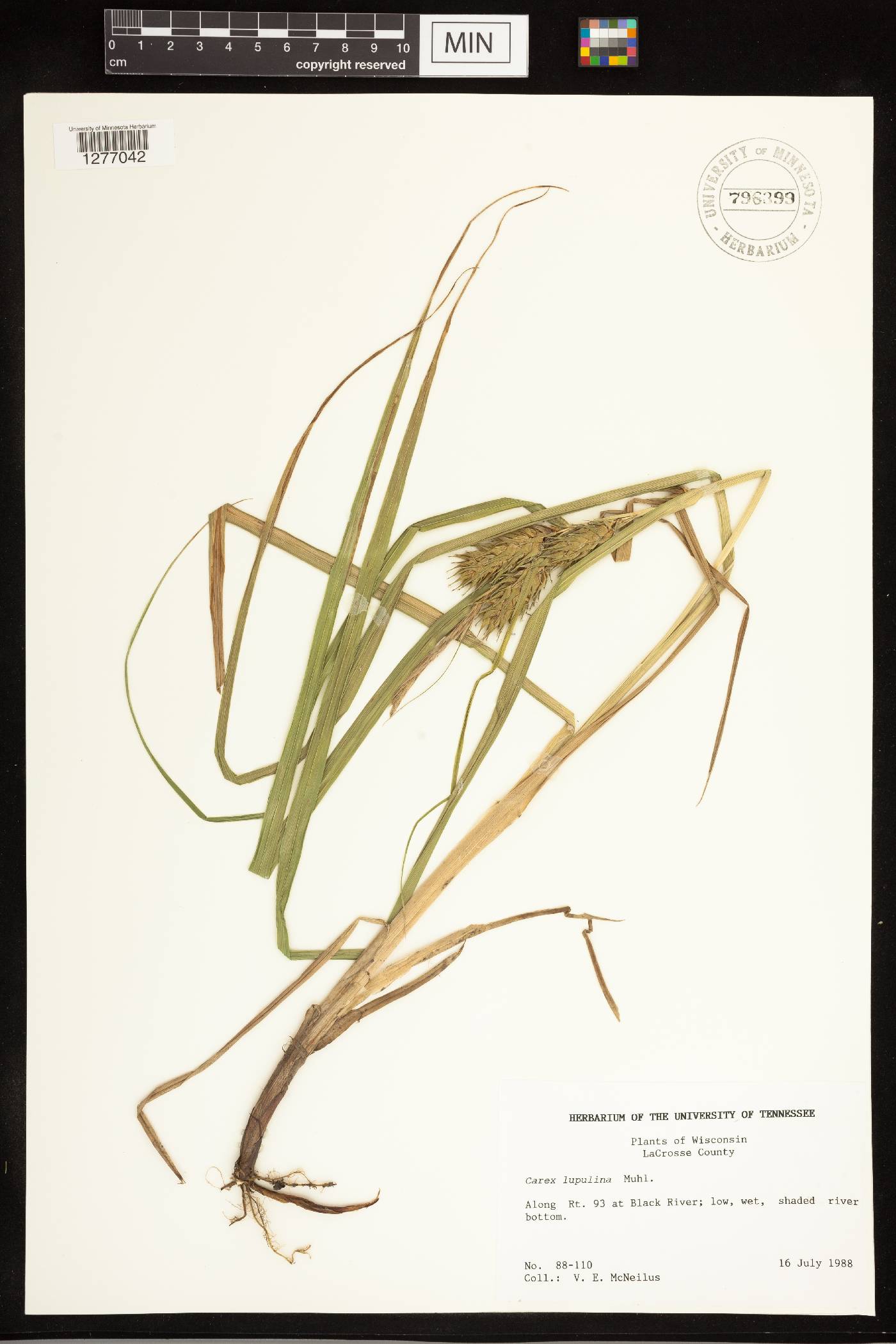 Carex lupulina image