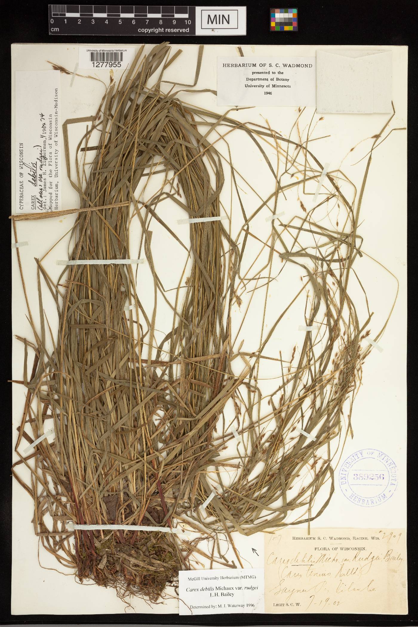 Carex debilis var. rudgei image
