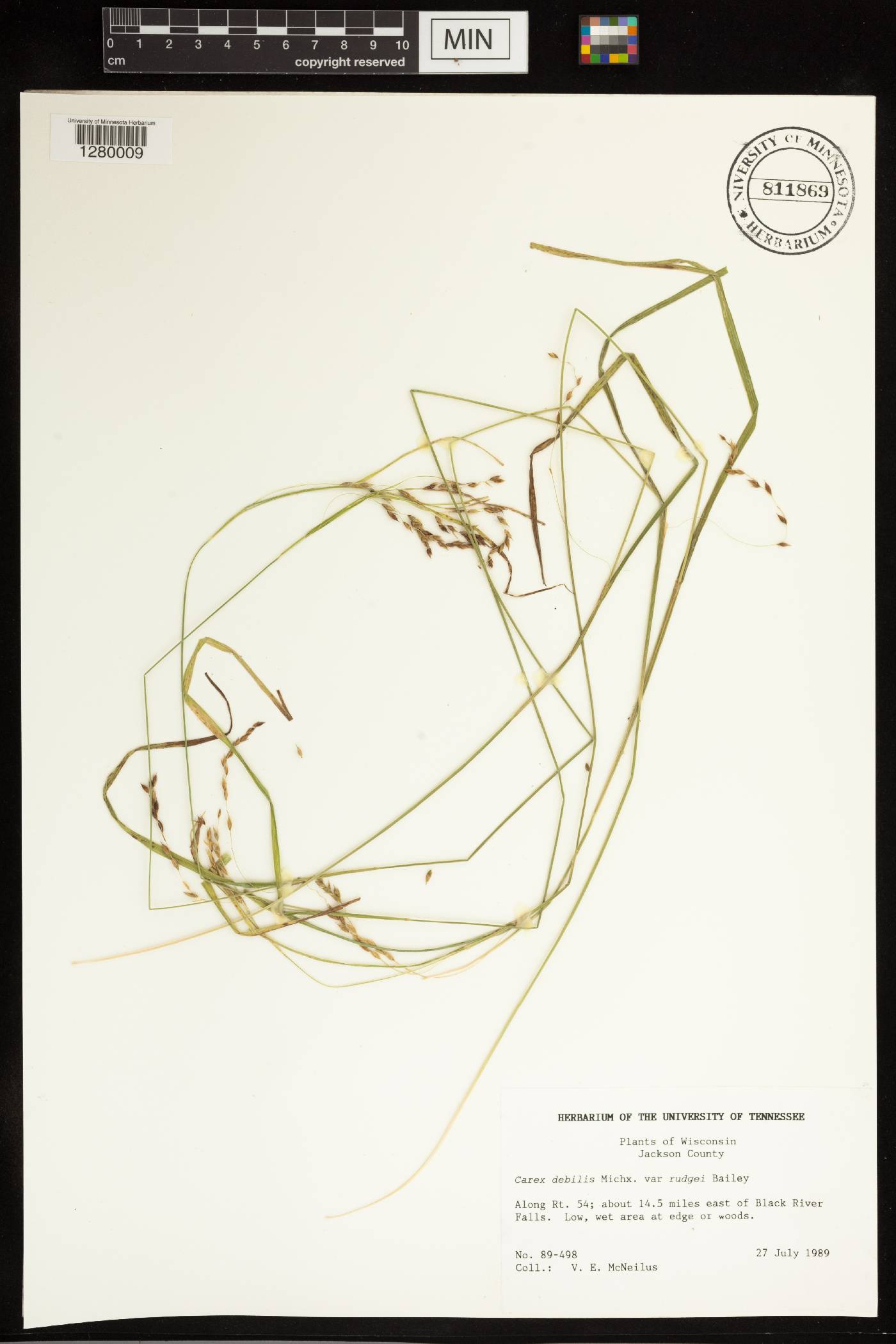 Carex debilis var. rudgei image