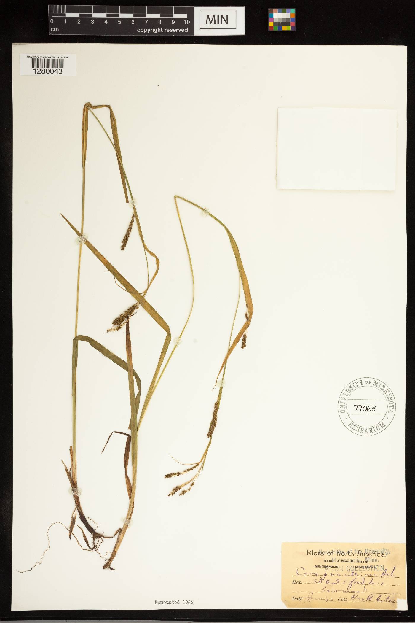 Carex gracillima image