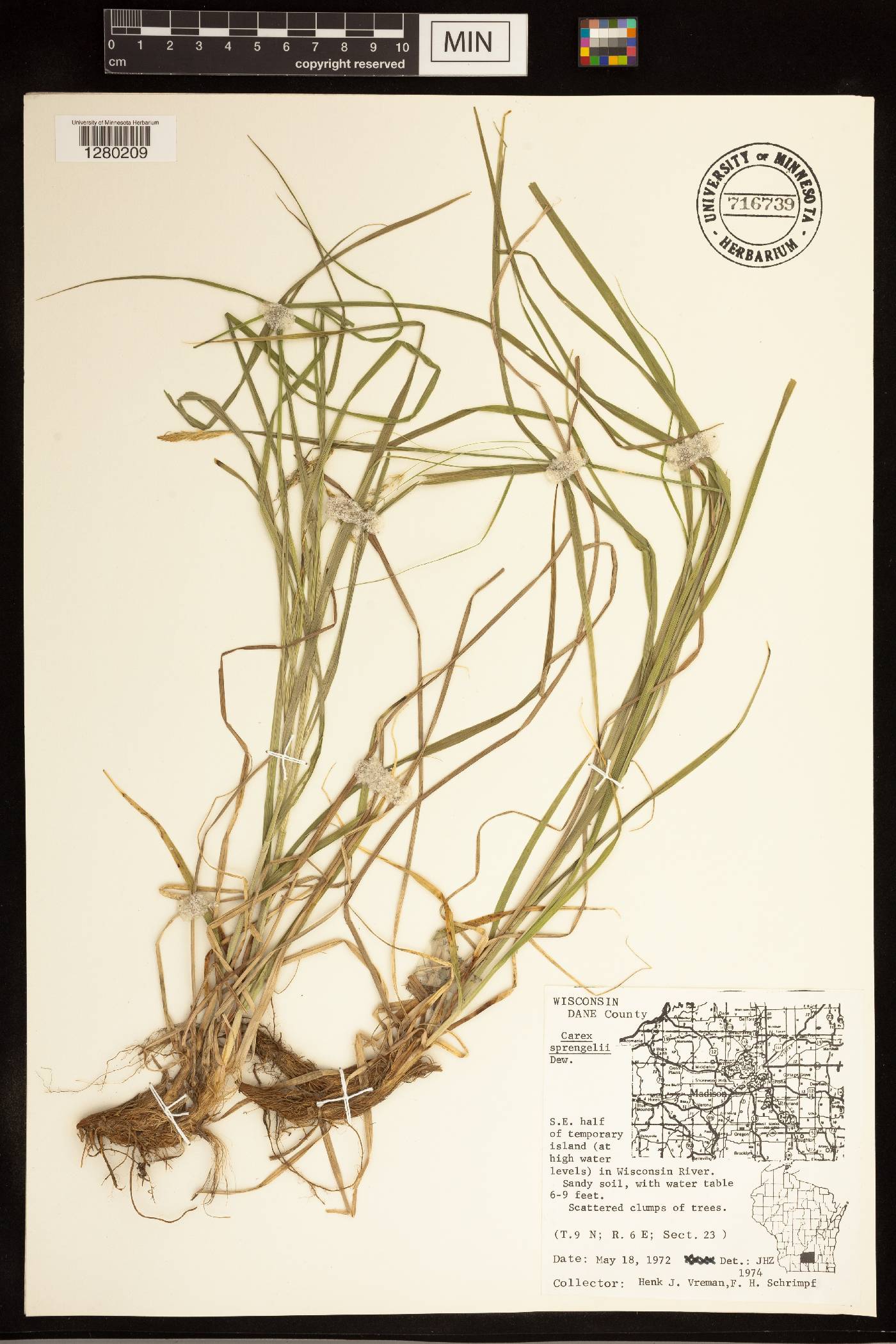 Carex sprengelii image