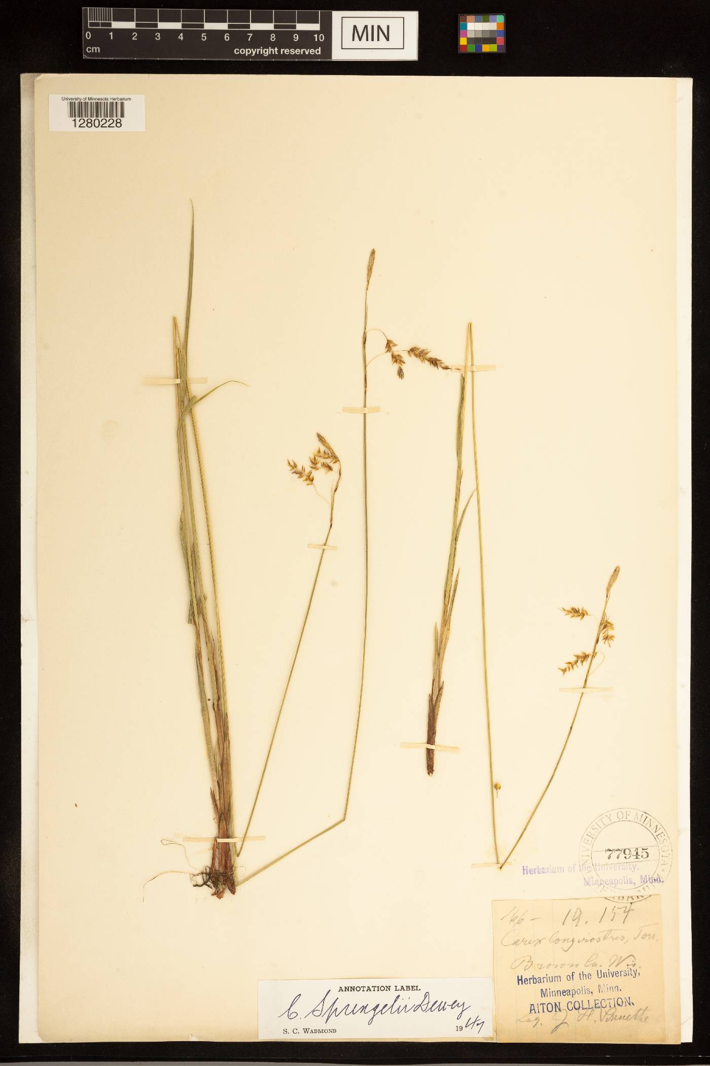 Carex sprengelii image
