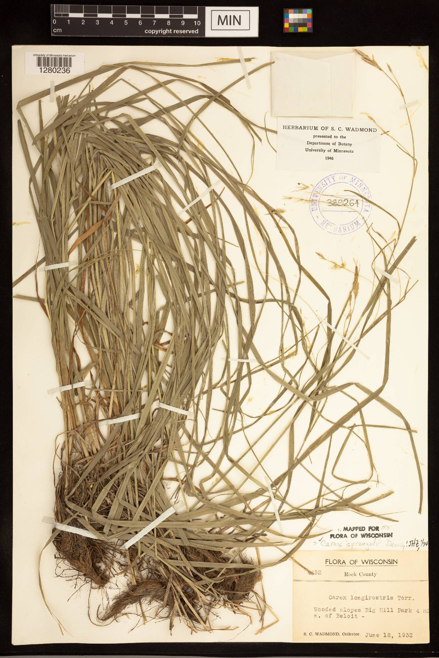 Carex sprengelii image