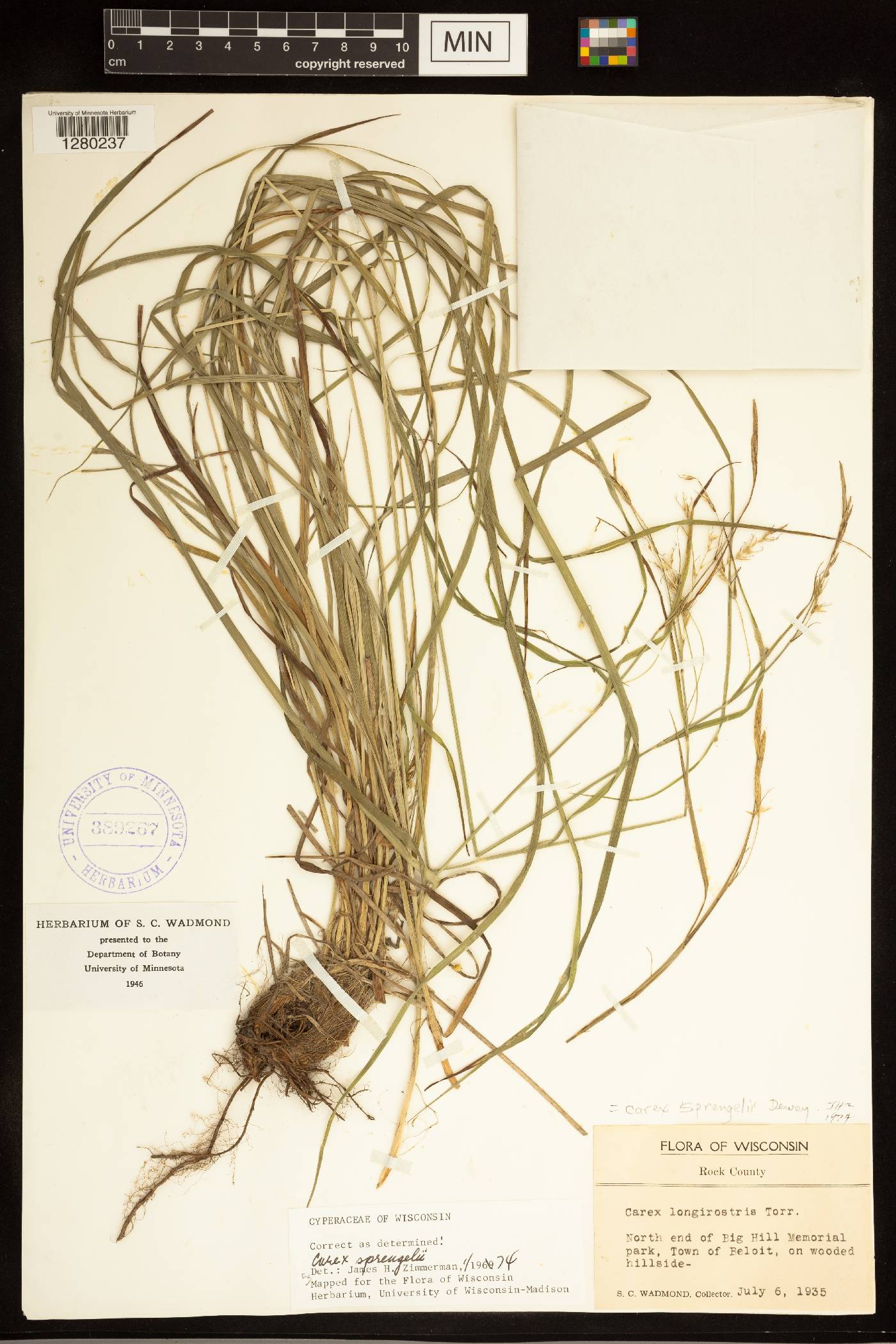 Carex sprengelii image