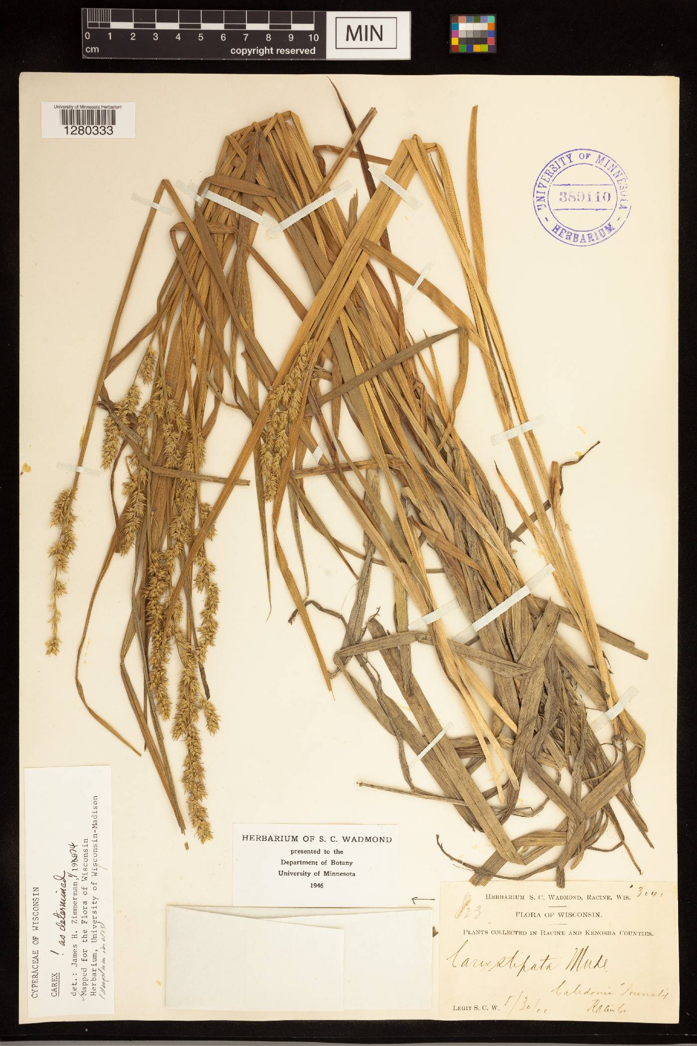Carex stipata image
