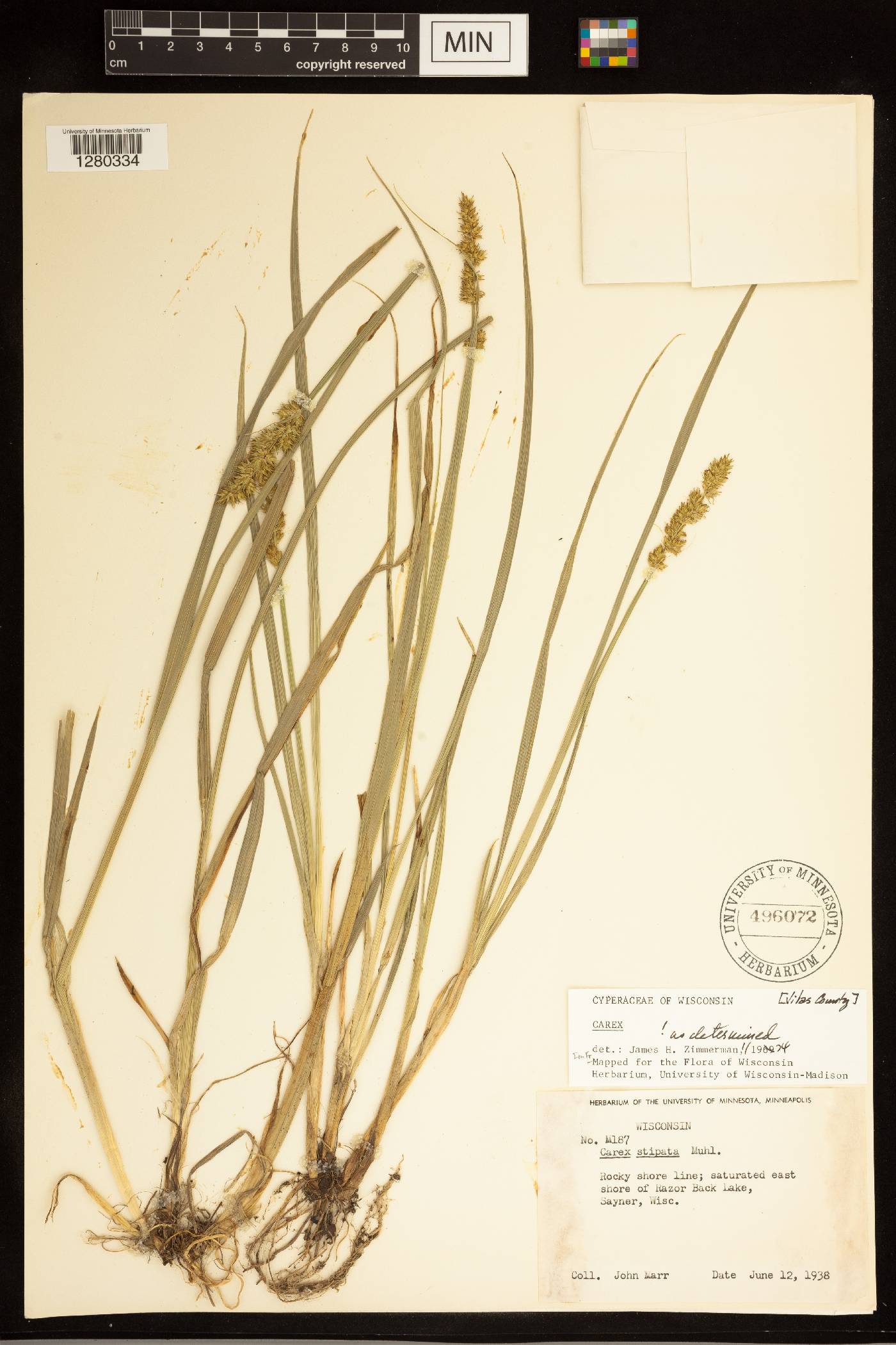 Carex stipata image