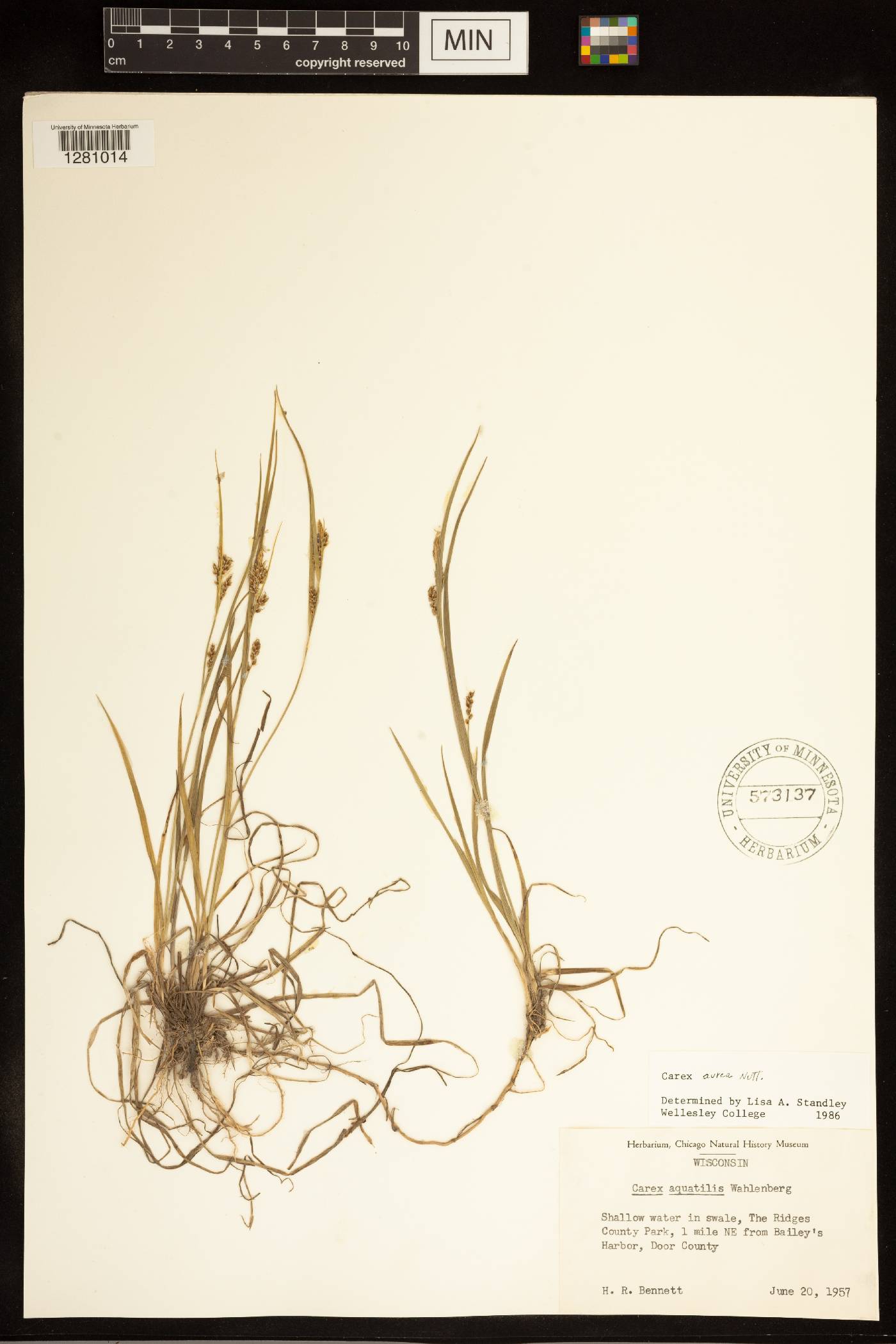 Carex aurea image
