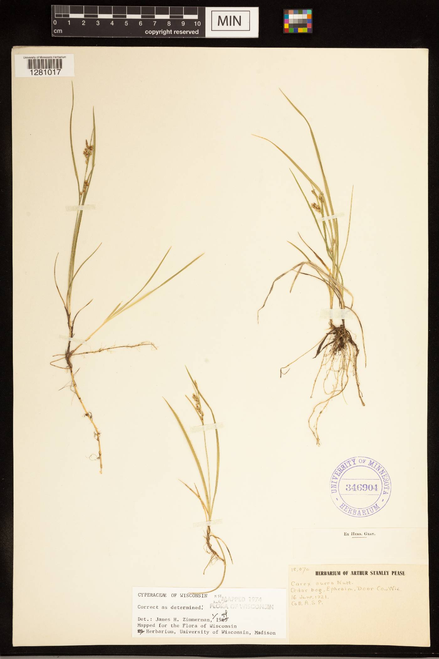 Carex aurea image