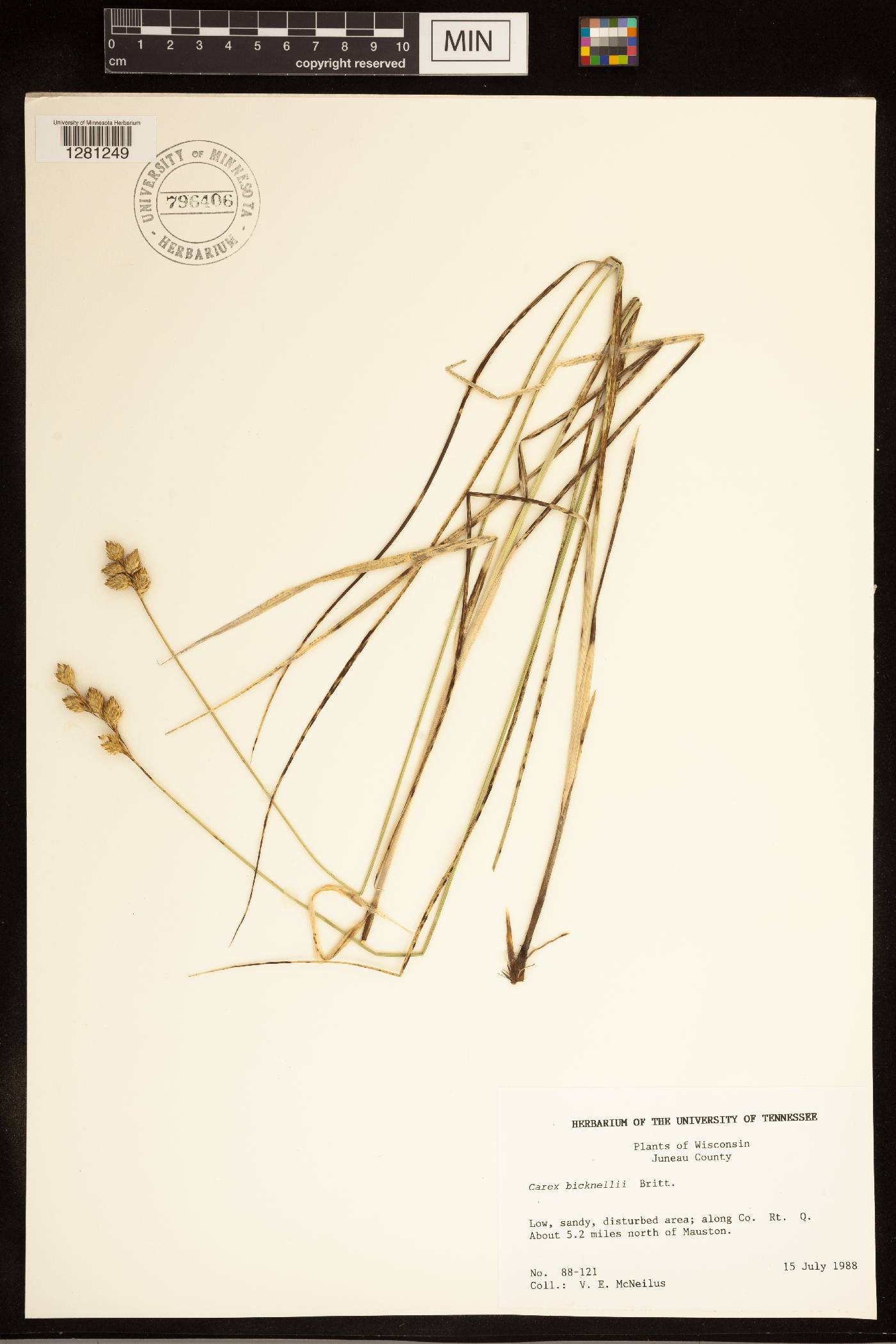 Carex bicknellii image