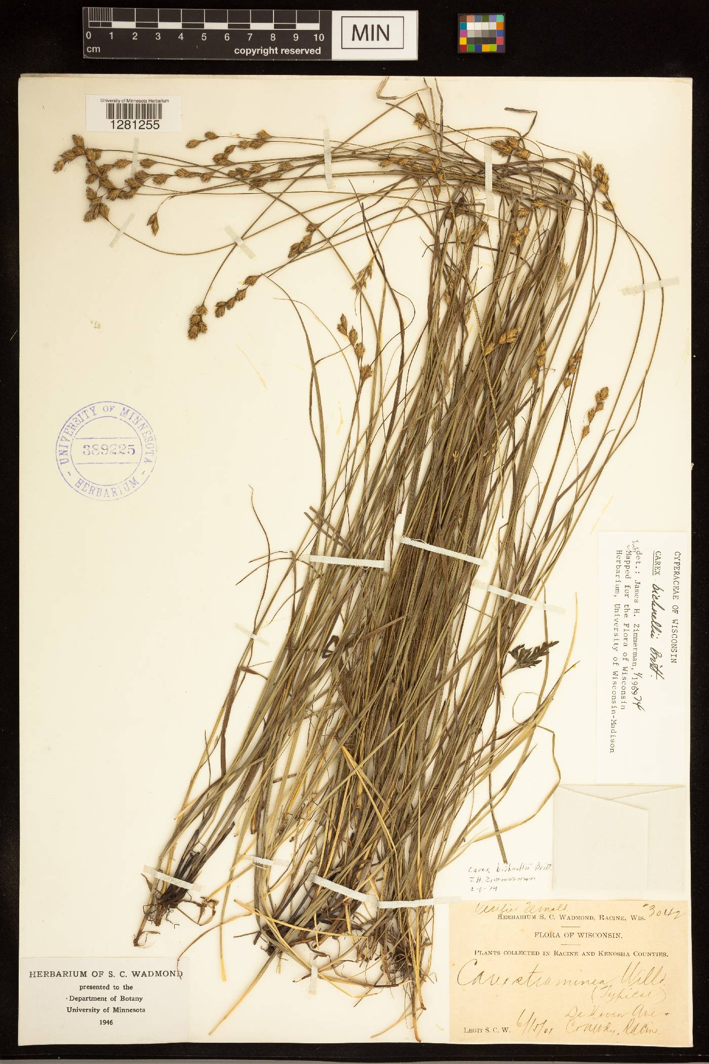 Carex bicknellii image