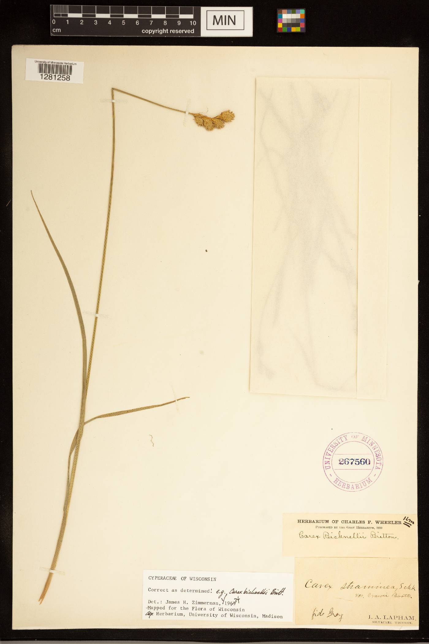 Carex bicknellii image