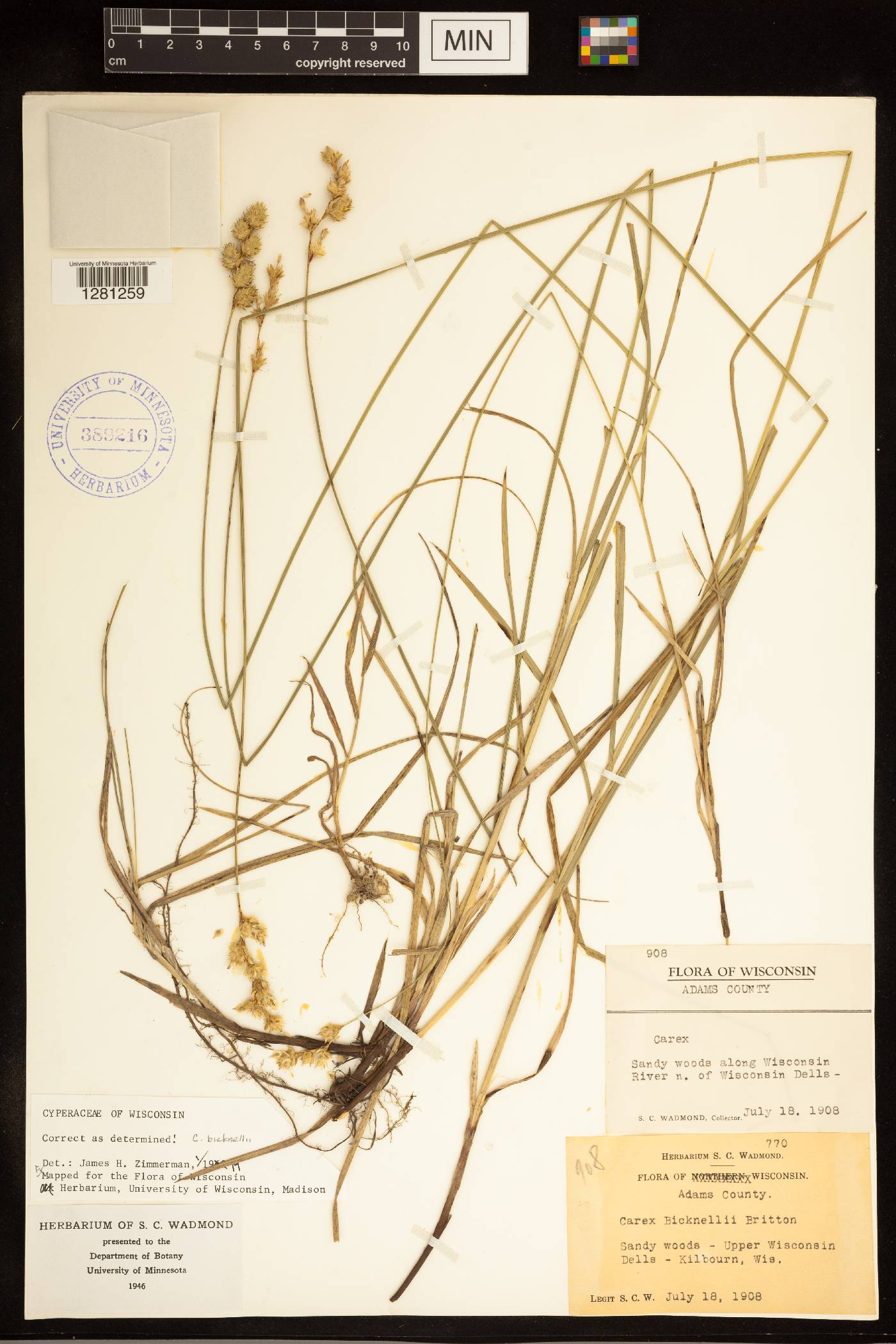 Carex bicknellii image