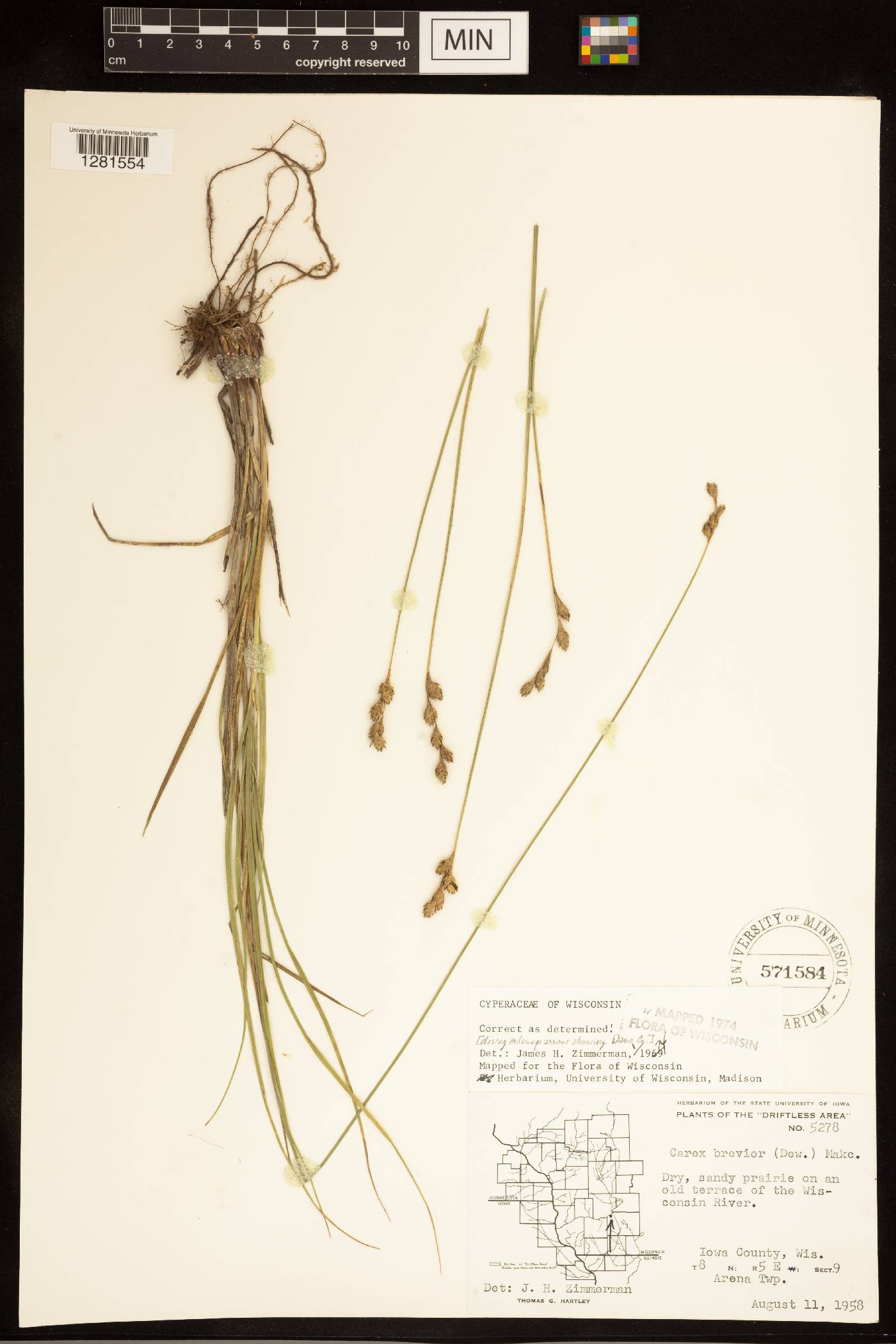 Carex brevior image