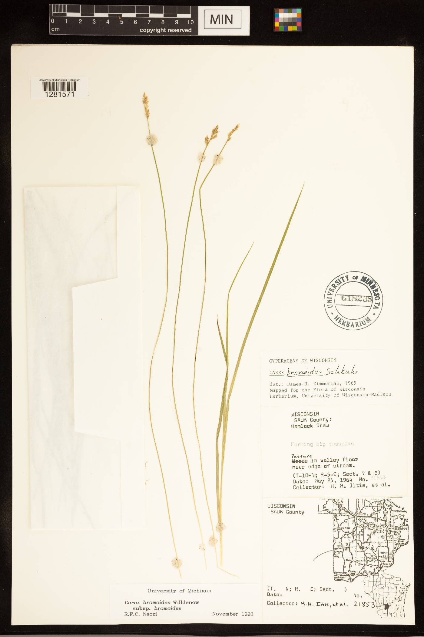 Carex bromoides subsp. bromoides image