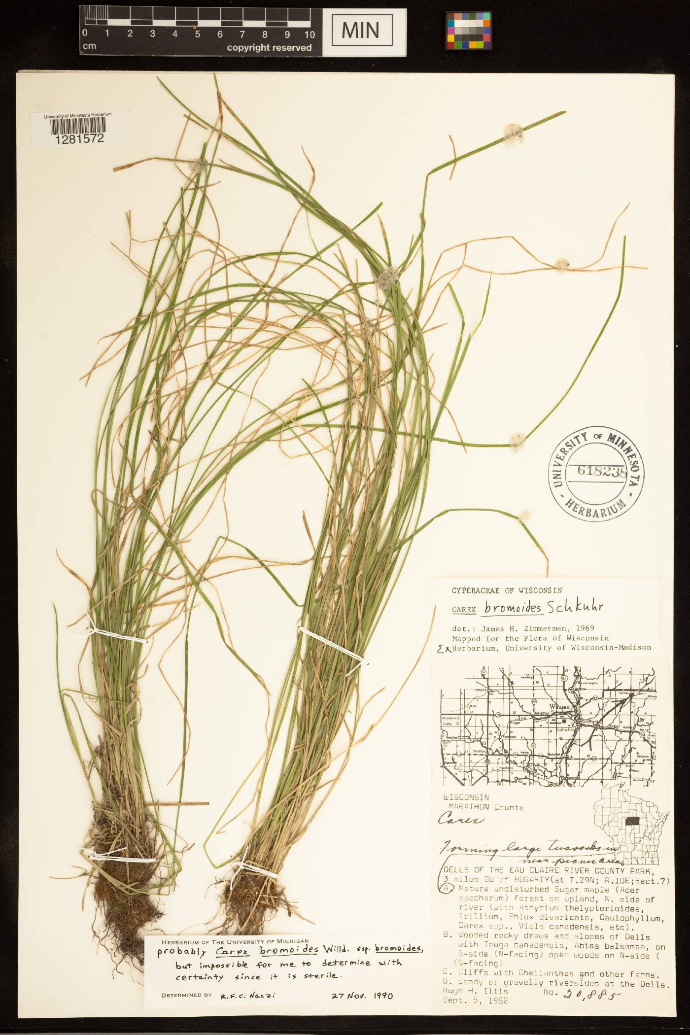 Carex bromoides subsp. bromoides image