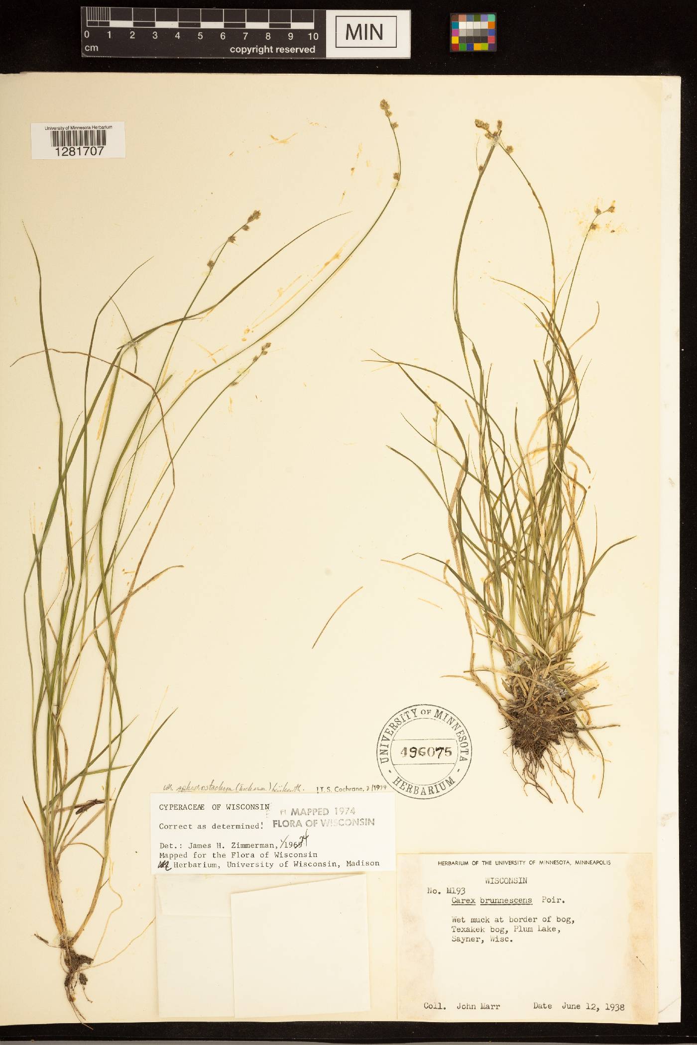Carex brunnescens subsp. sphaerostachya image