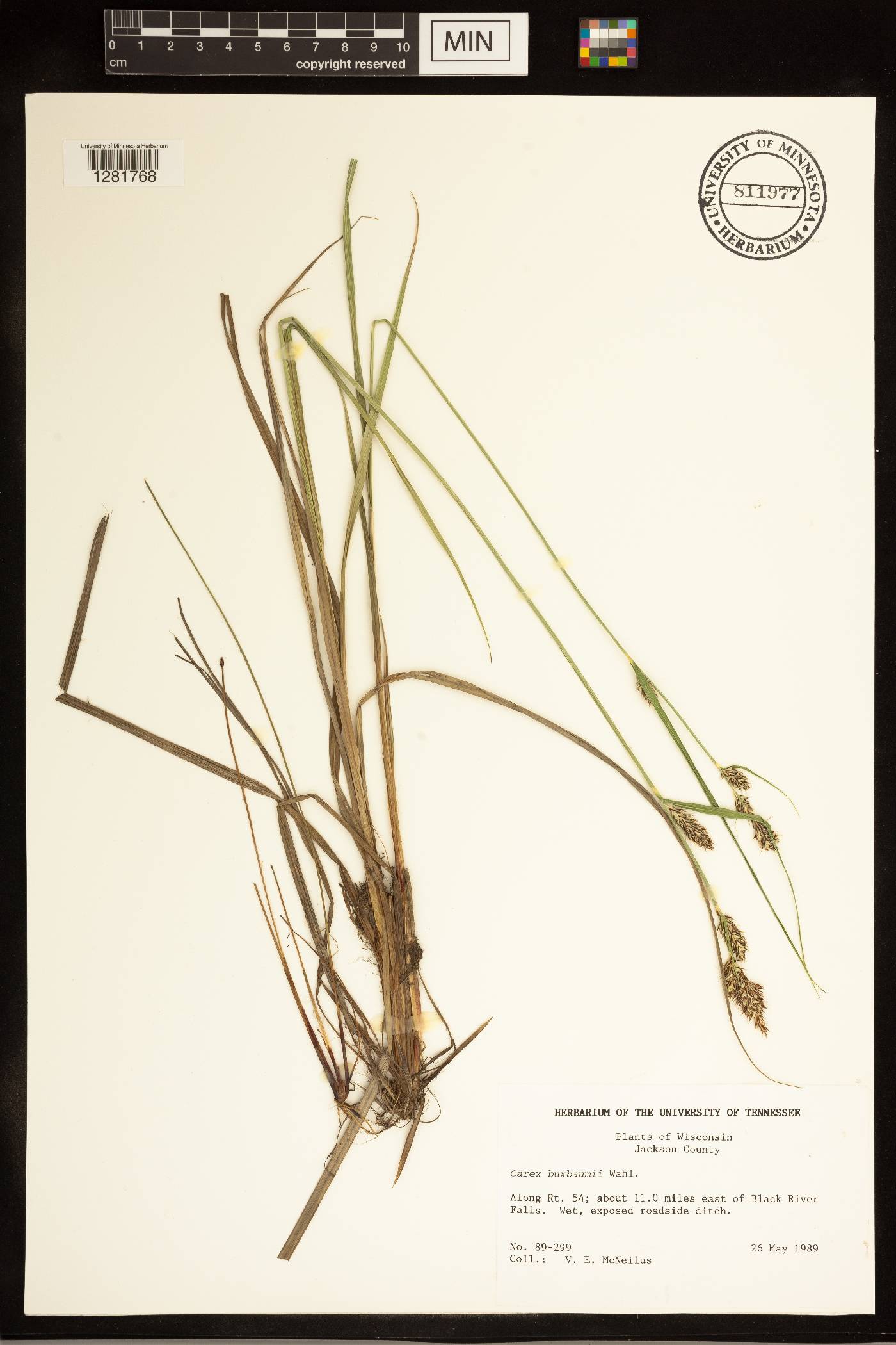 Carex buxbaumii image