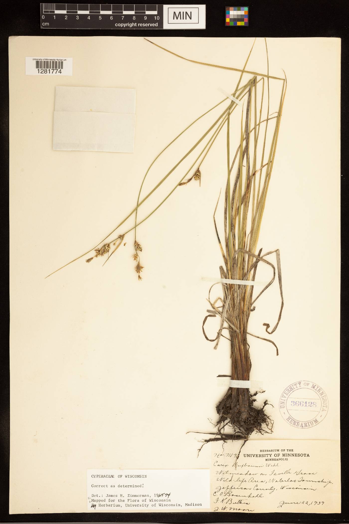Carex buxbaumii image