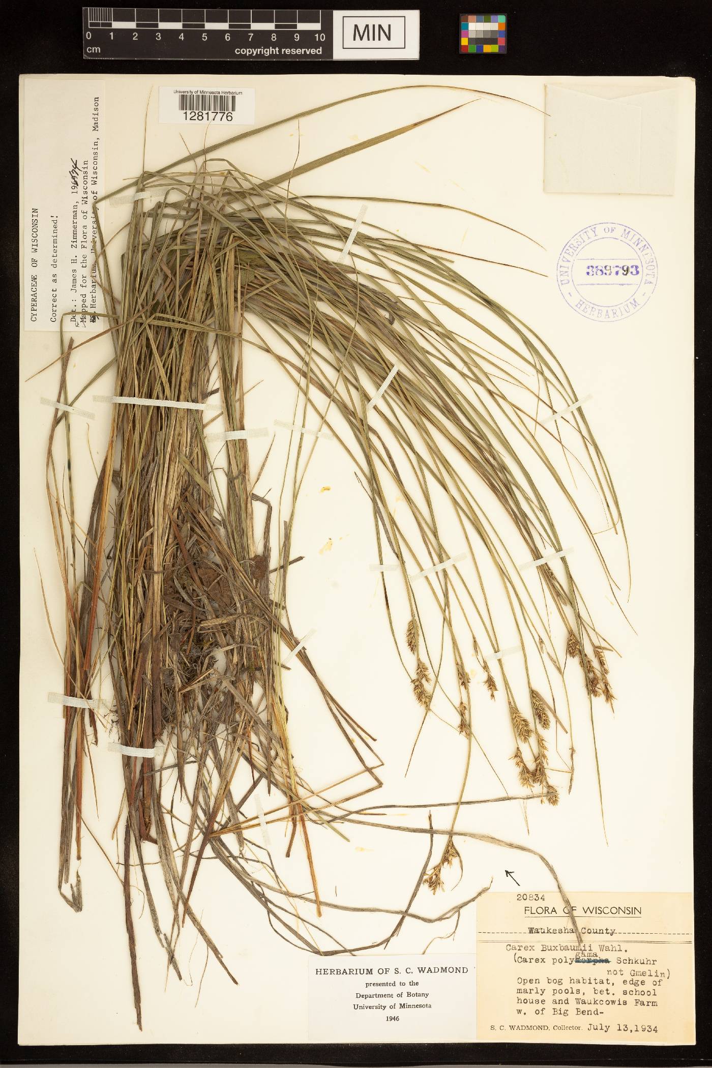 Carex buxbaumii image