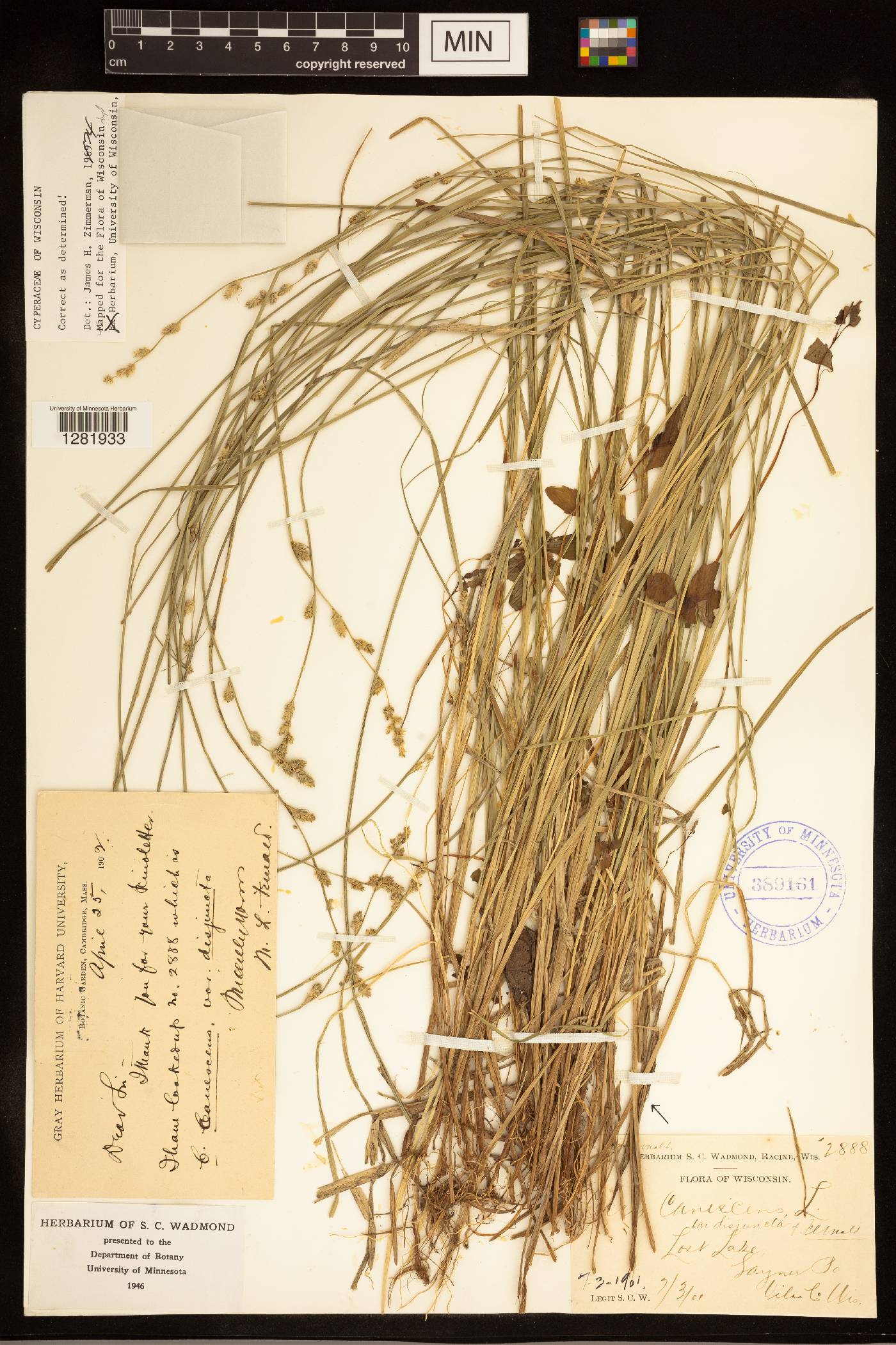 Carex canescens image