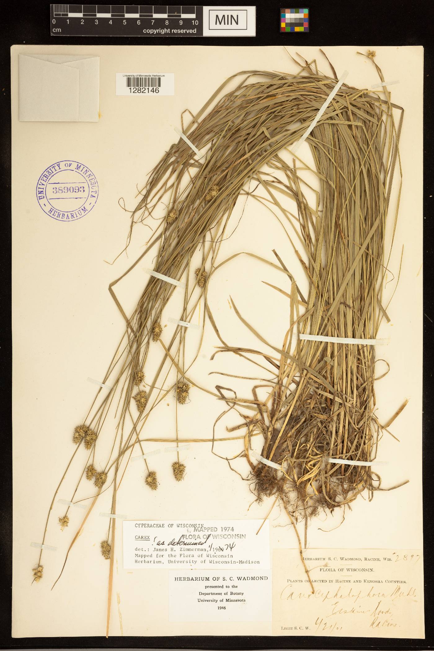 Carex cephalophora image