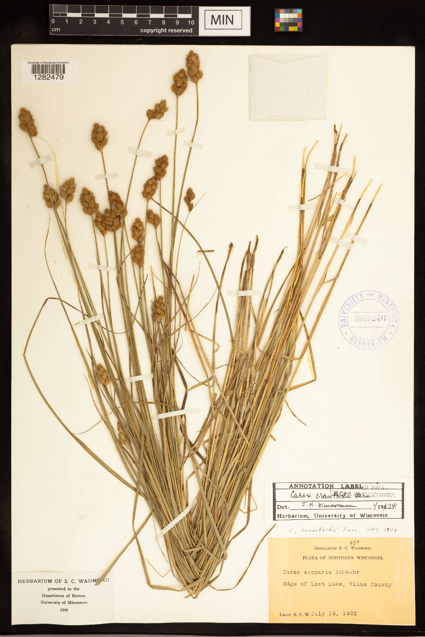 Carex crawfordii image