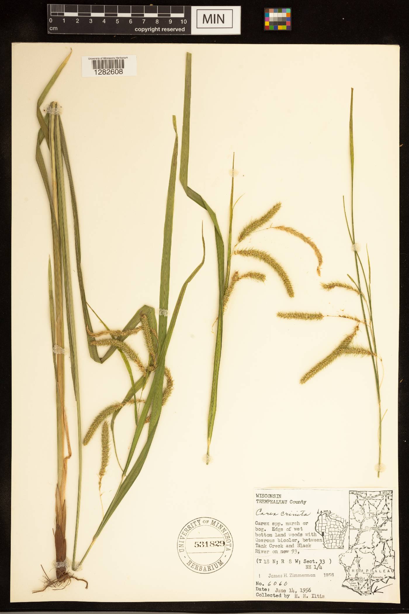 Carex crinita image
