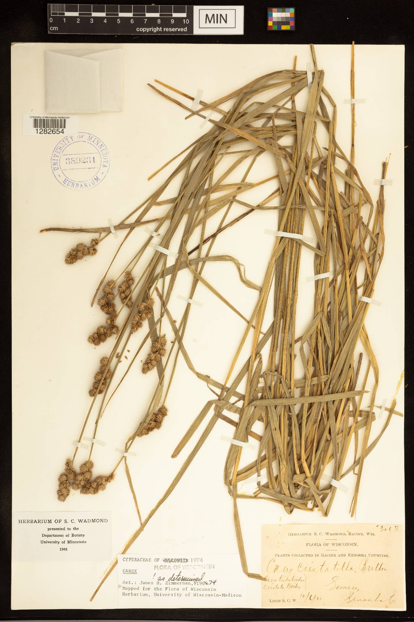 Carex cristatella image