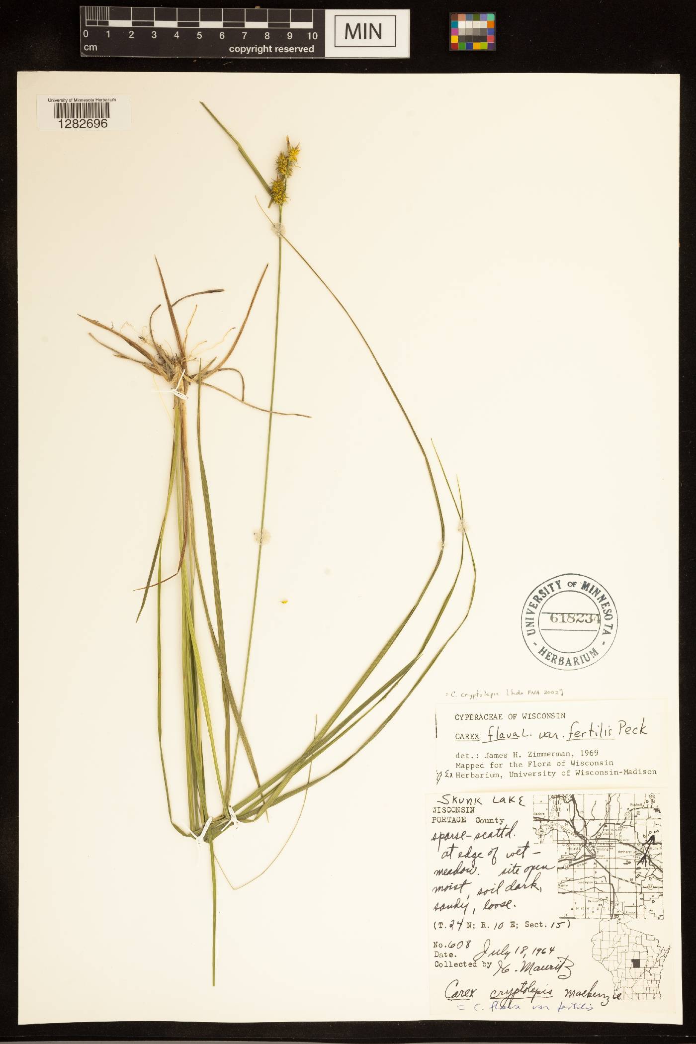 Carex cryptolepis image