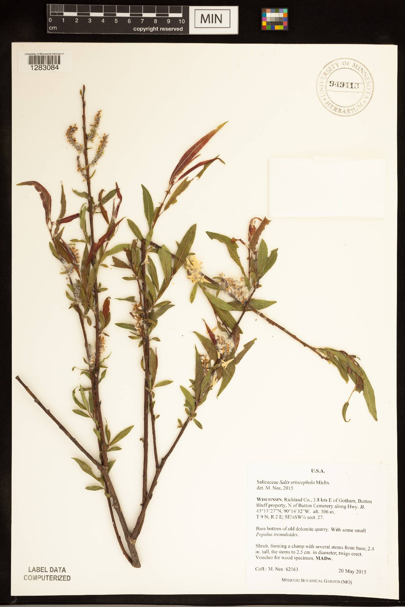 Salix eriocephala image