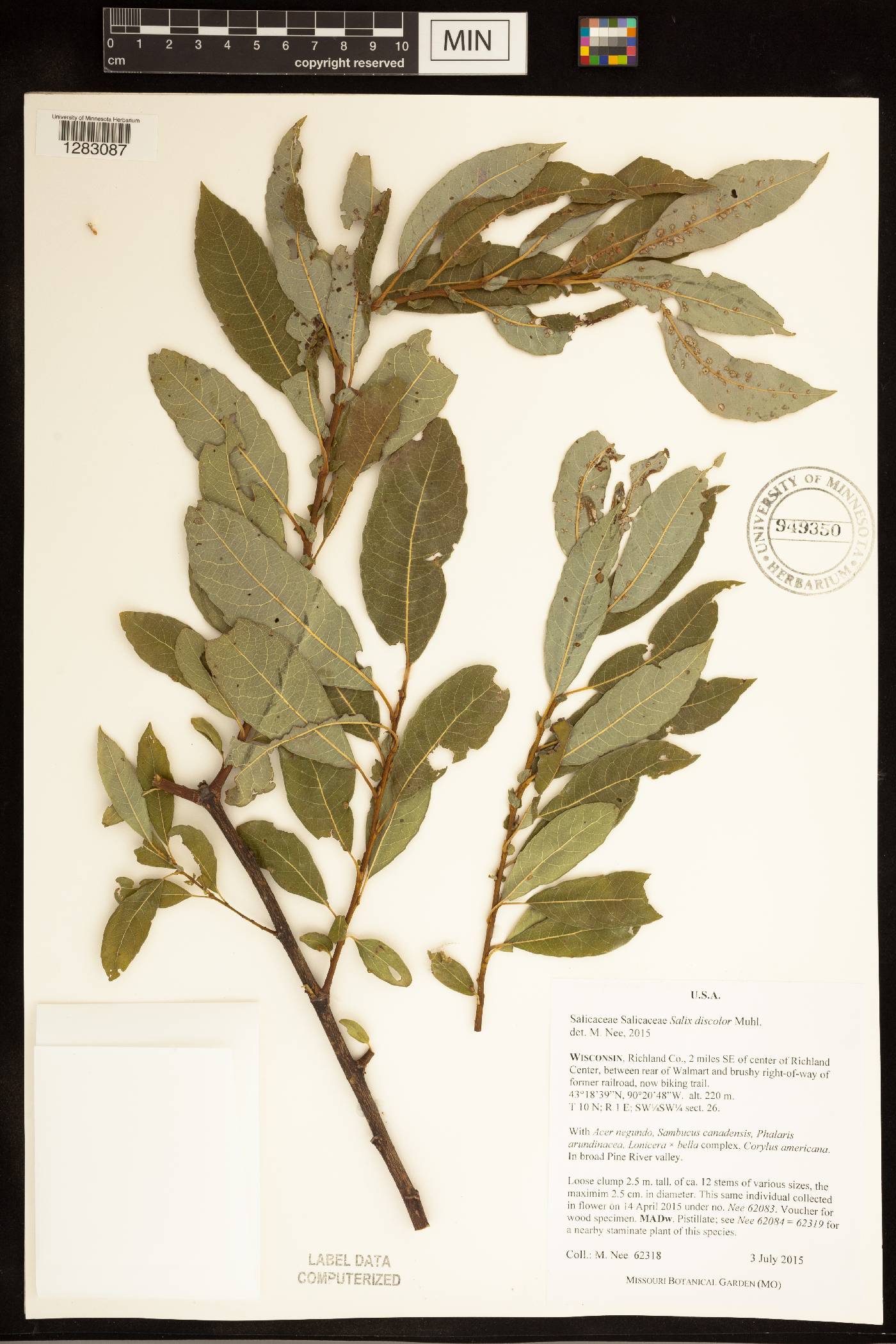 Salix discolor image
