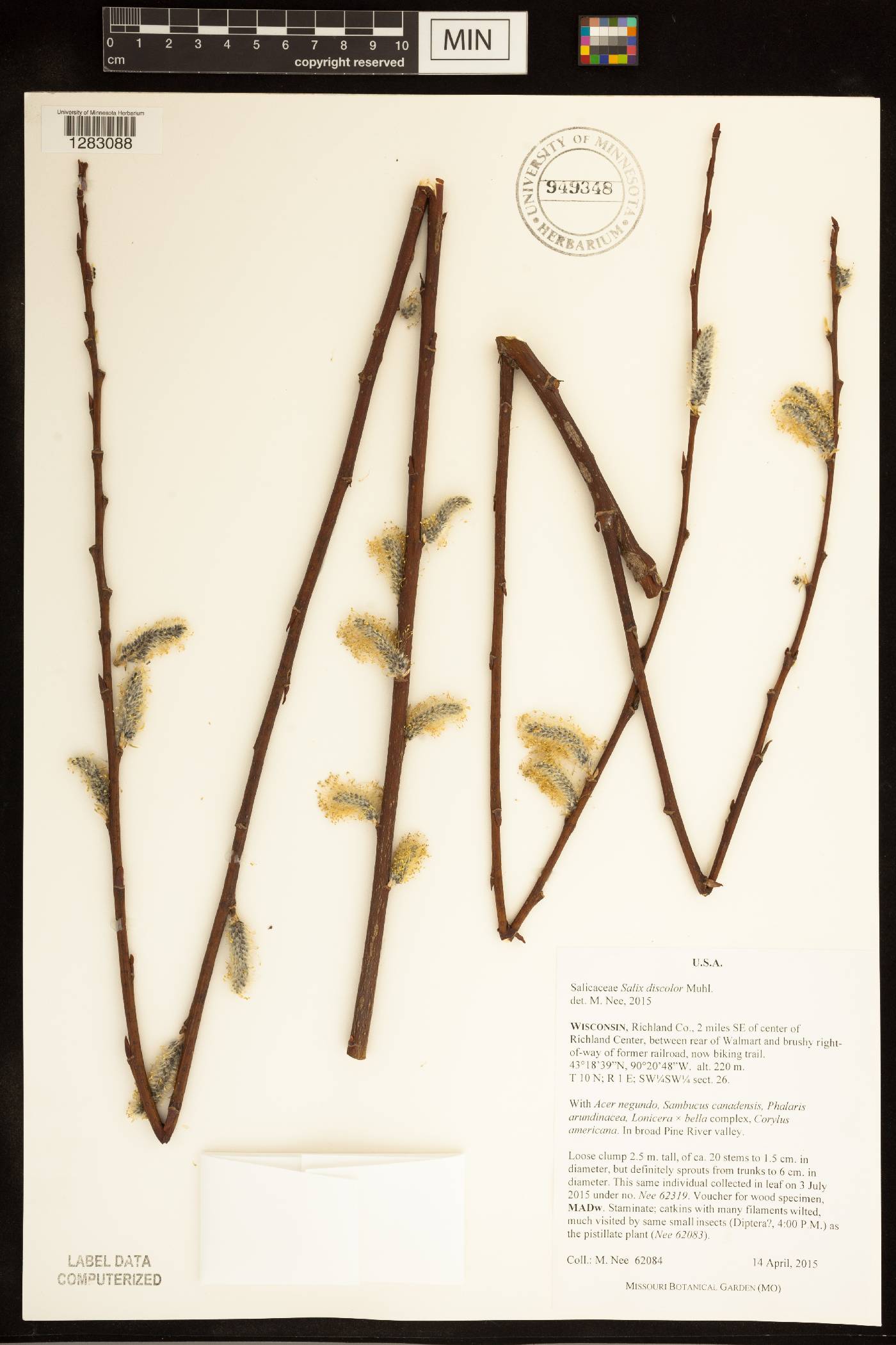 Salix discolor image