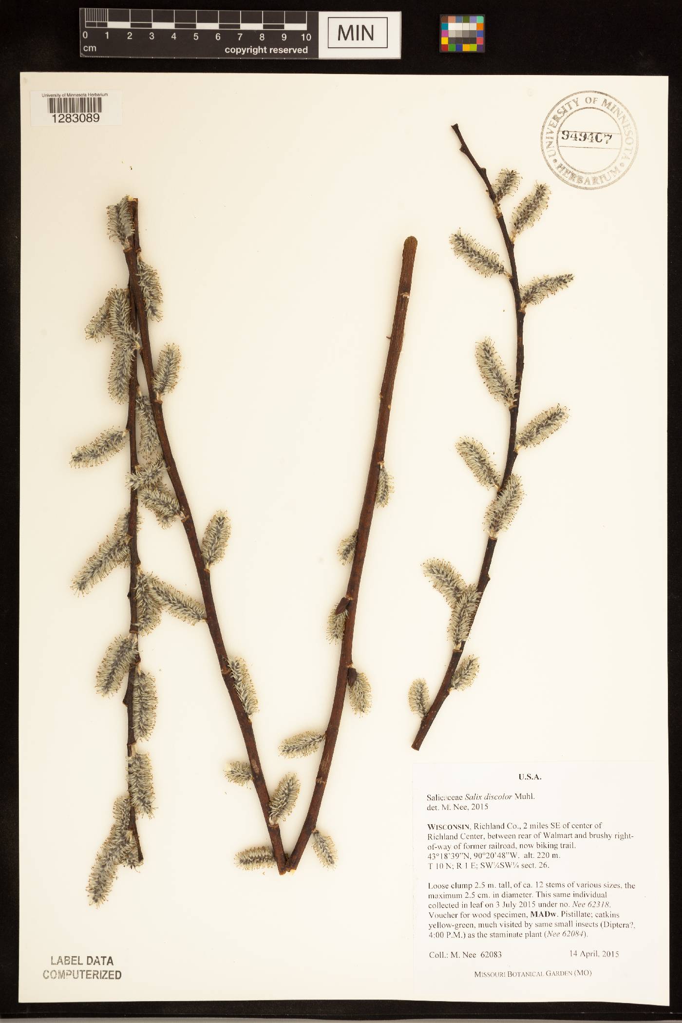 Salix discolor image