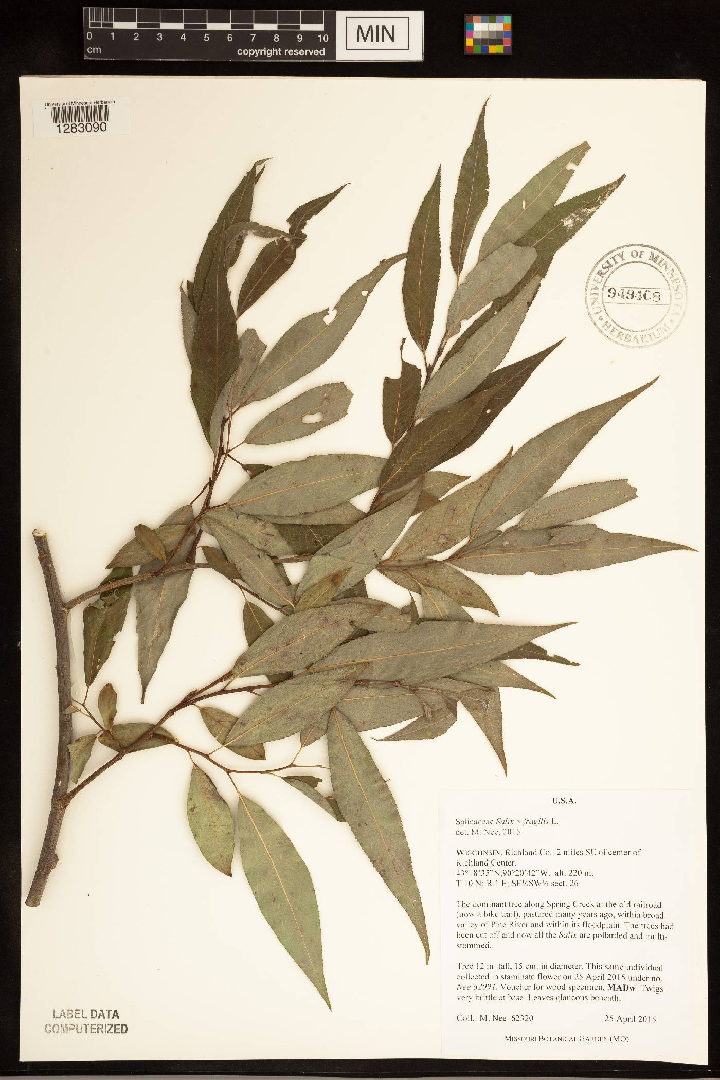 Salix x fragilis image