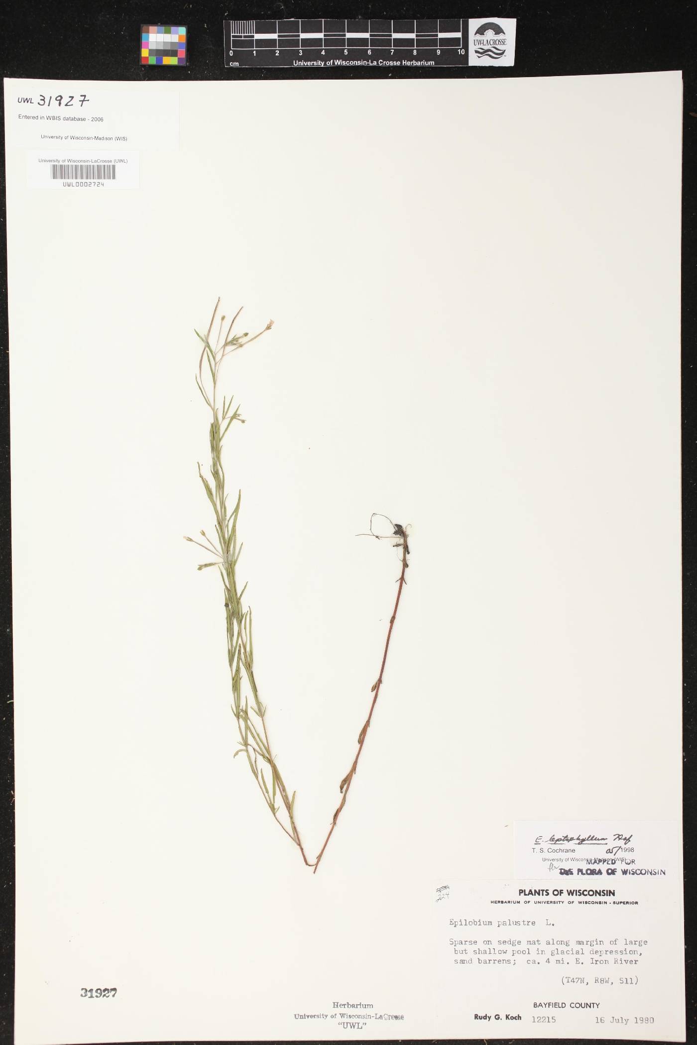 Epilobium leptophyllum image