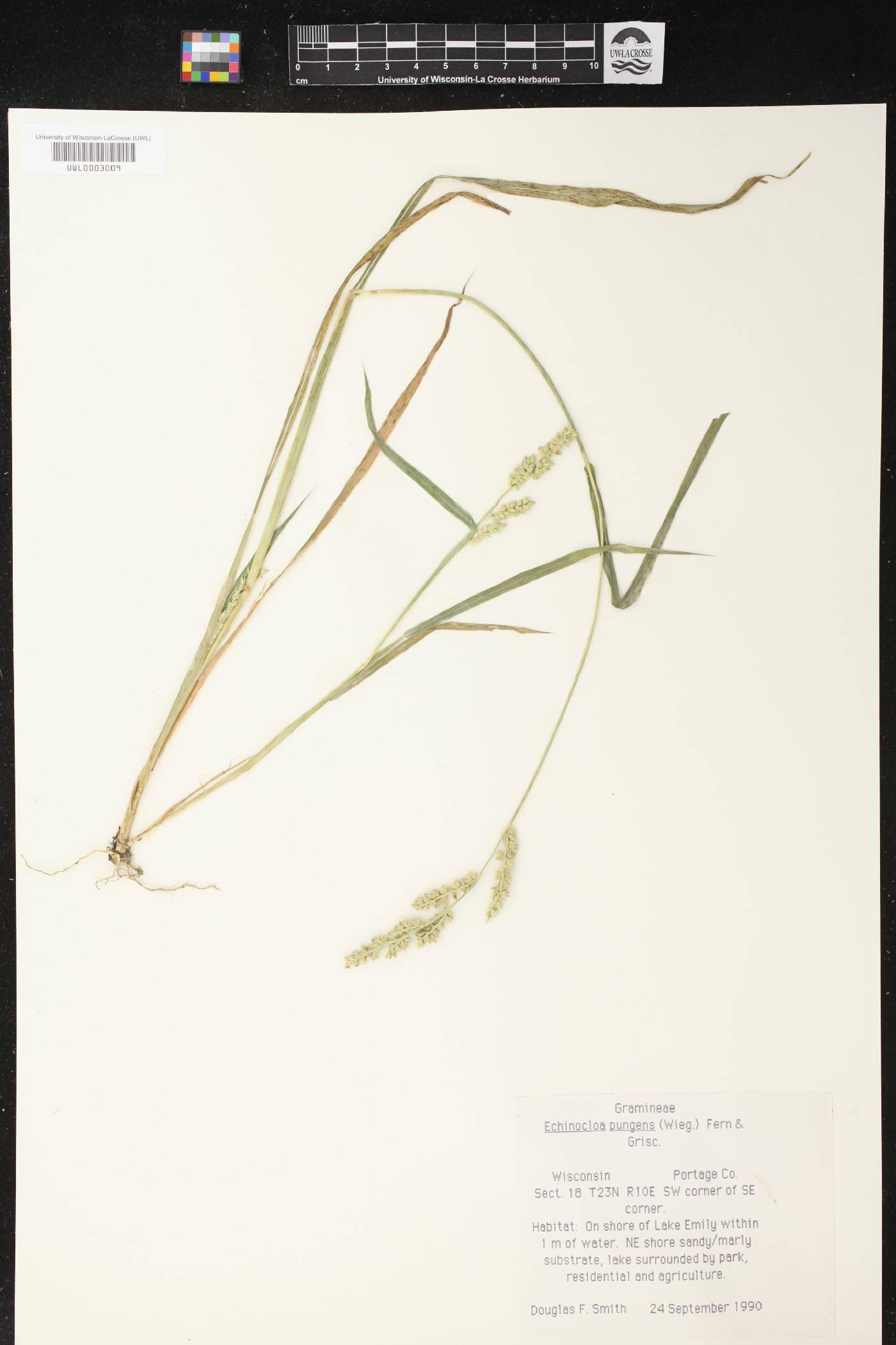 Echinochloa muricata var. muricata image