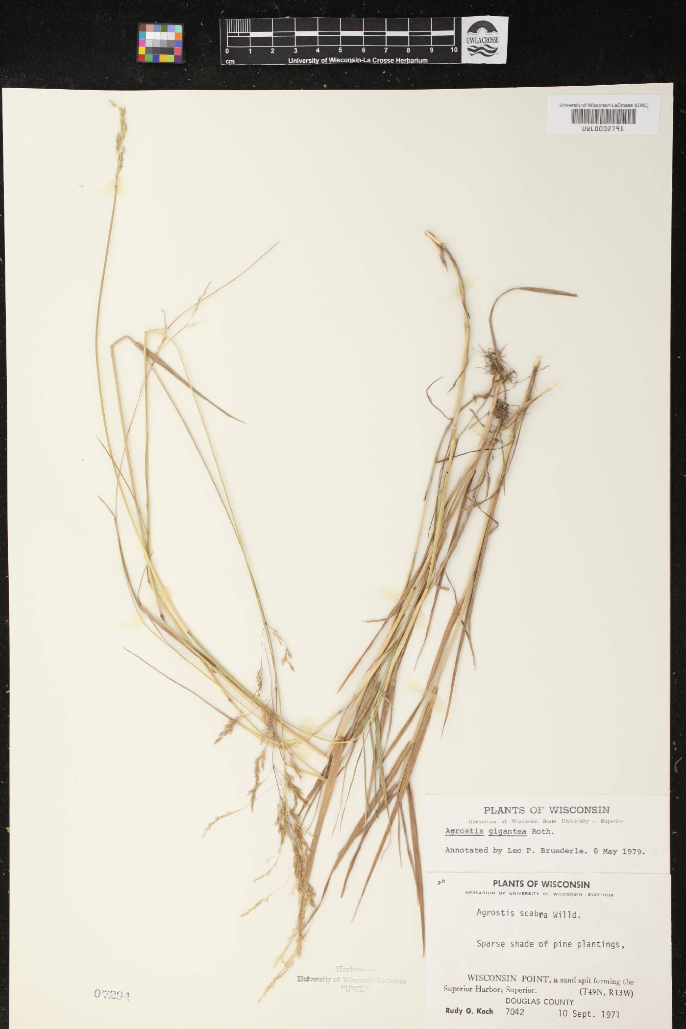 Agrostis gigantea image