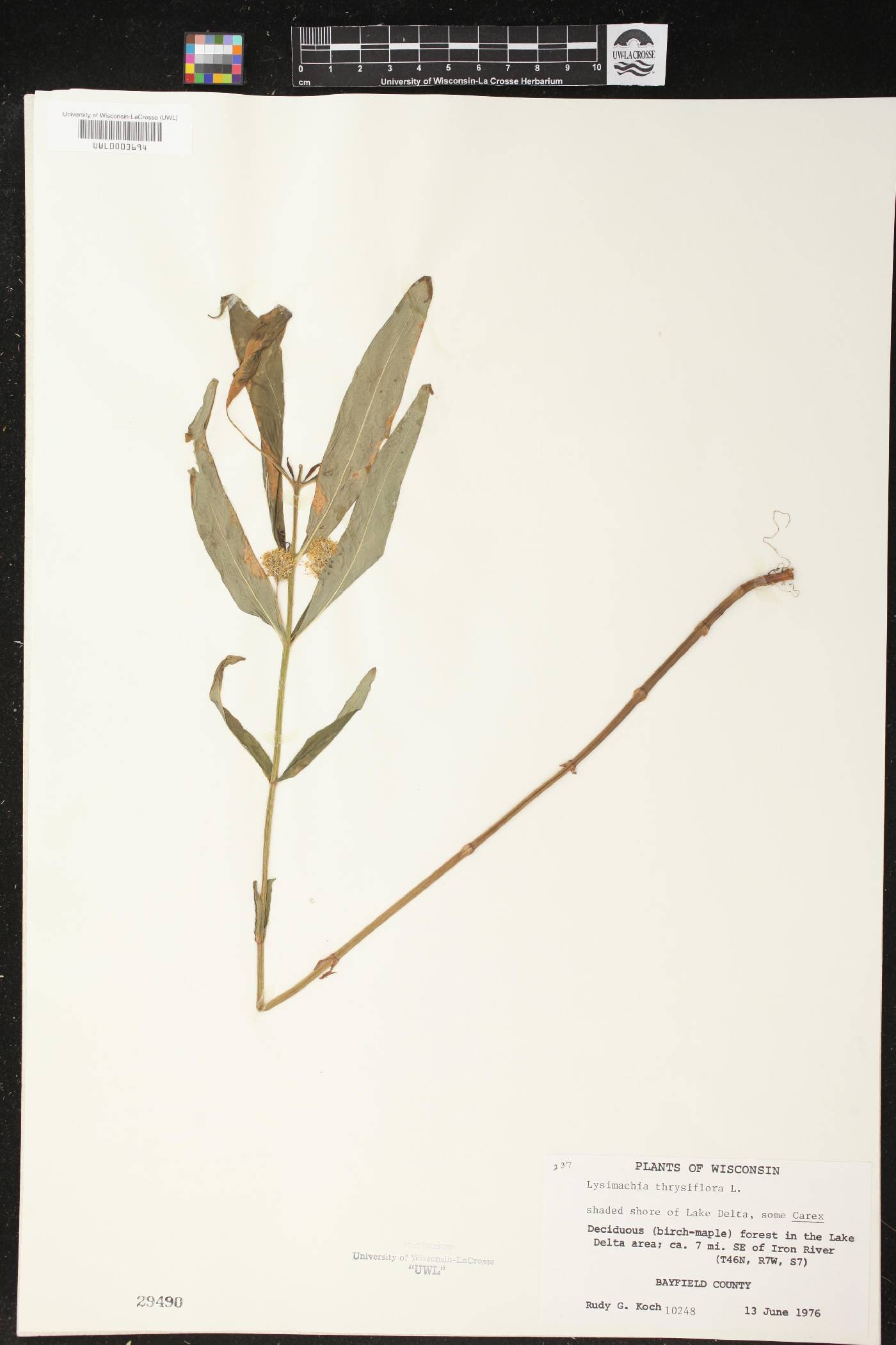 Lysimachia thyrsiflora image