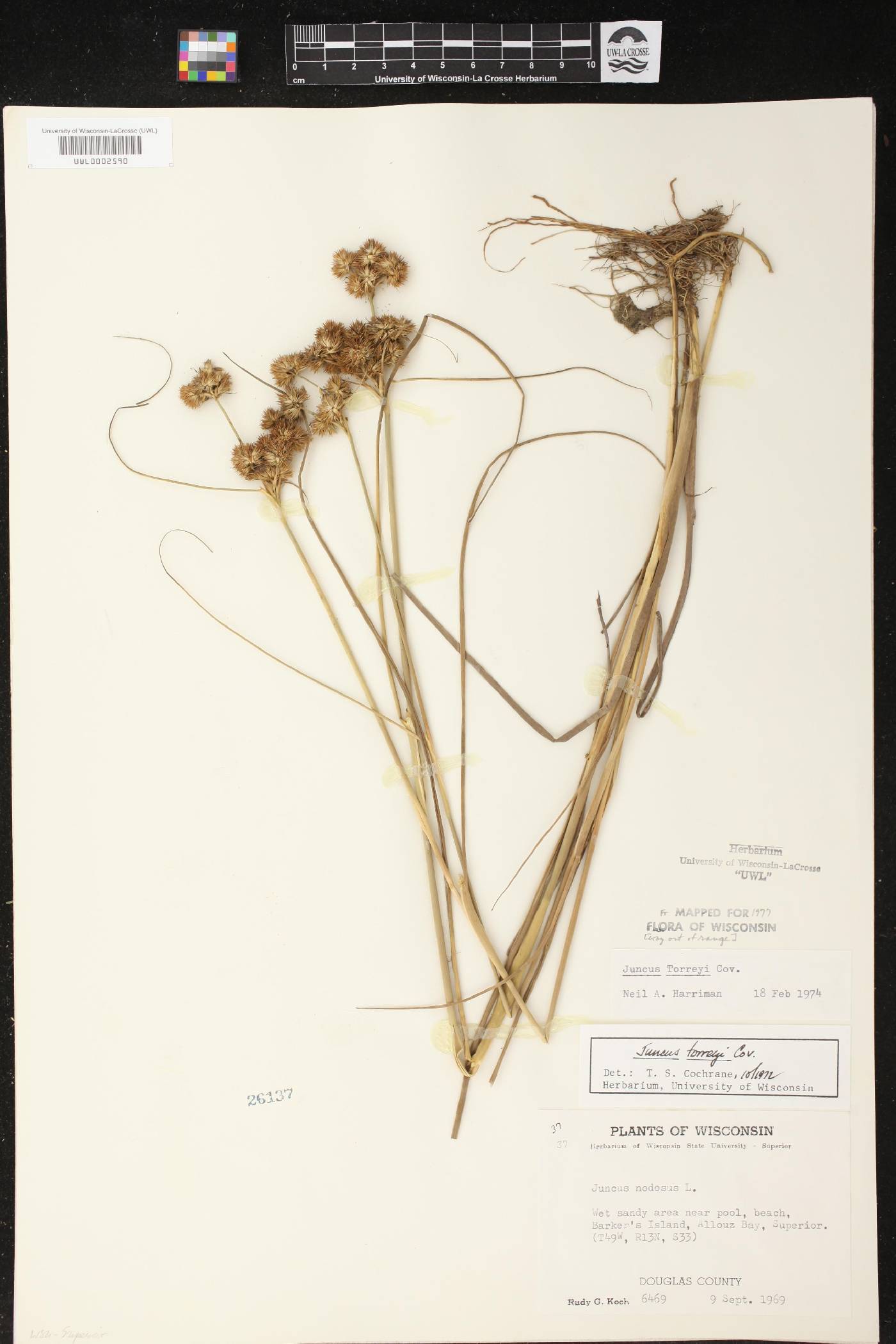 Juncus torreyi image