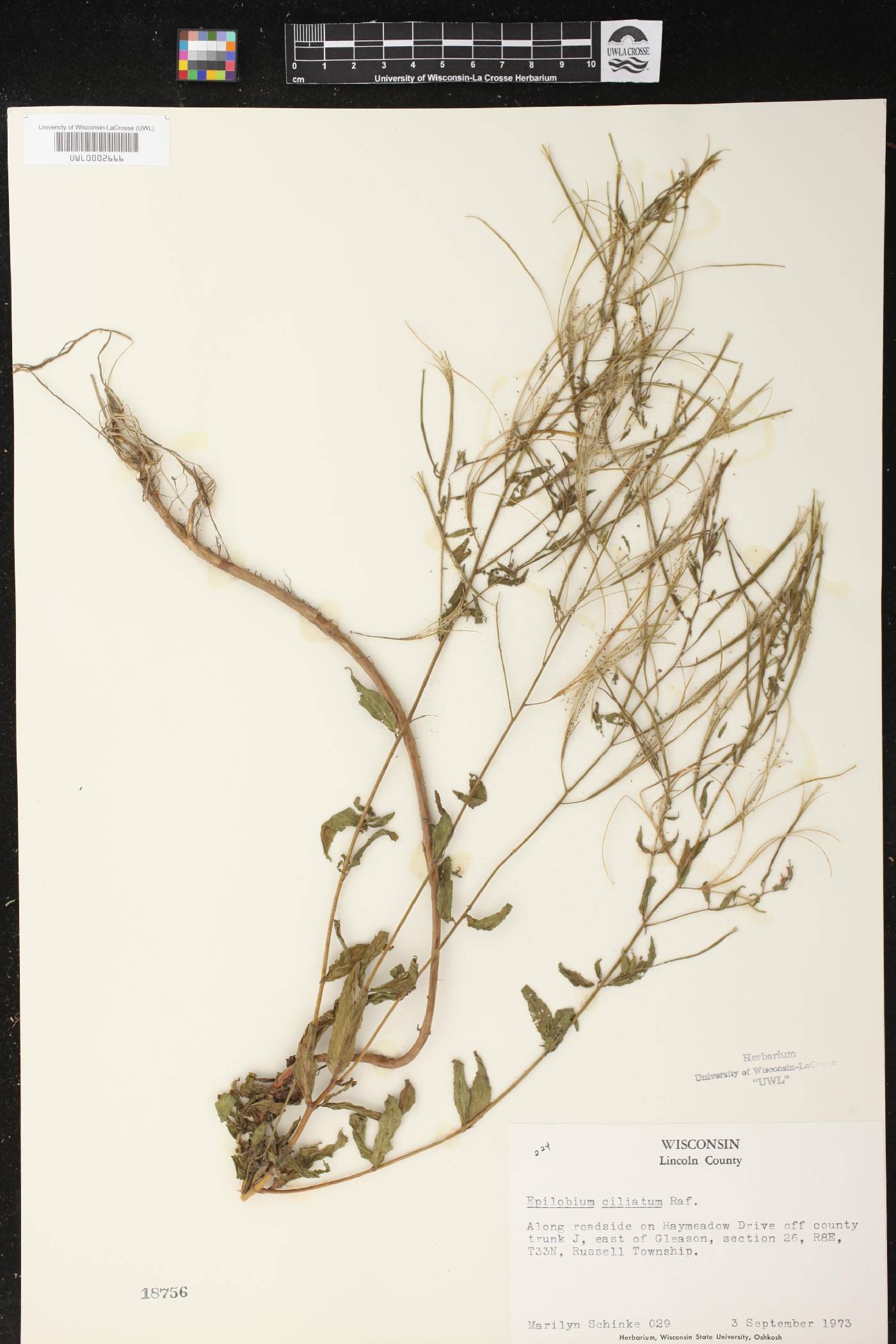 Epilobium ciliatum image