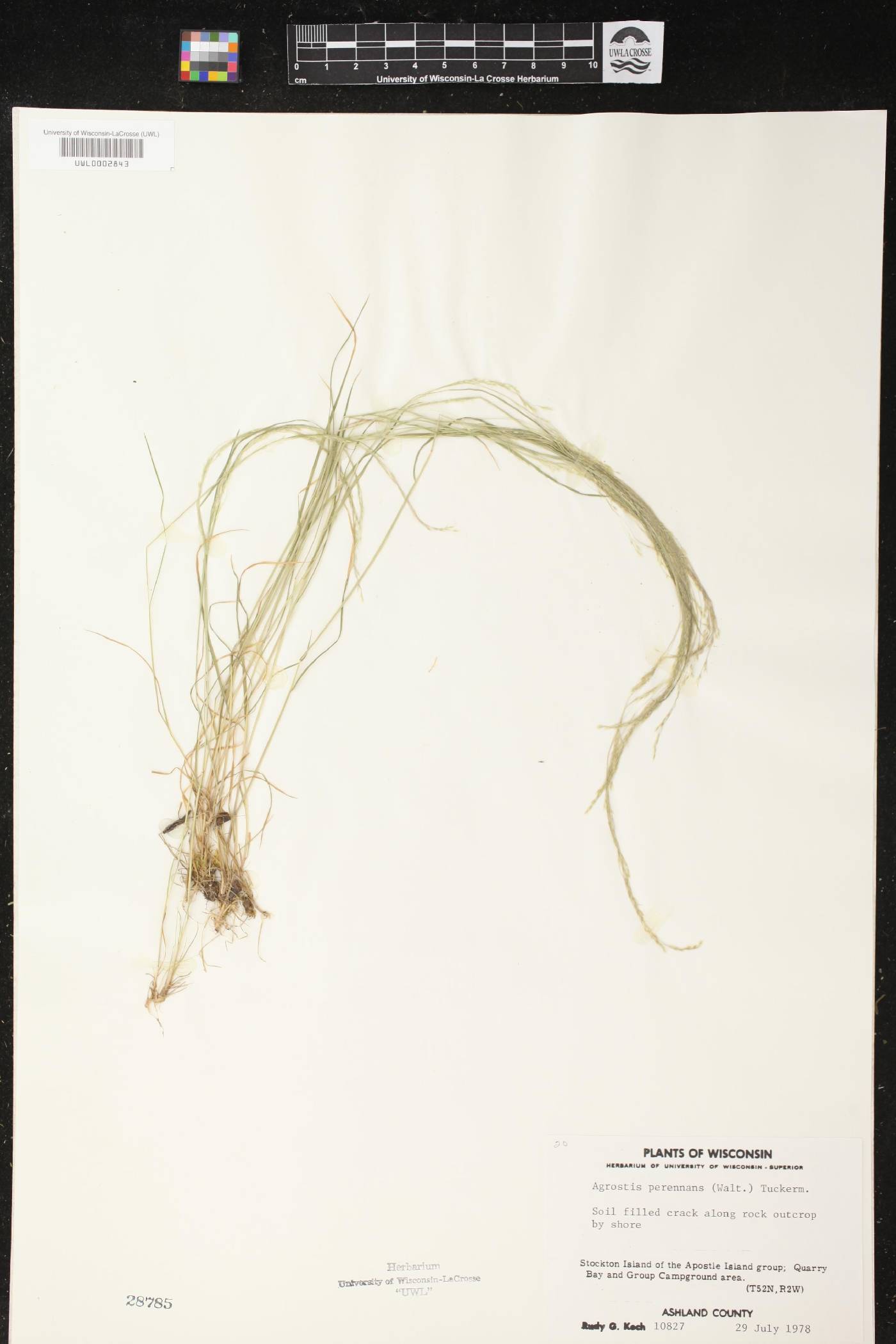 Agrostis perennans image