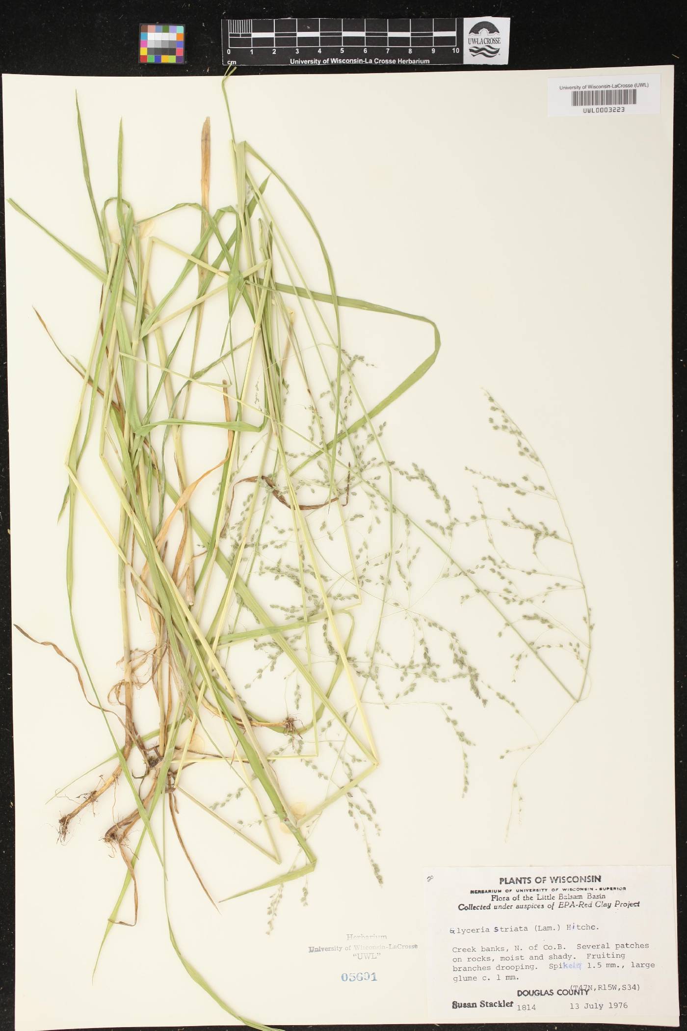 Glyceria striata image