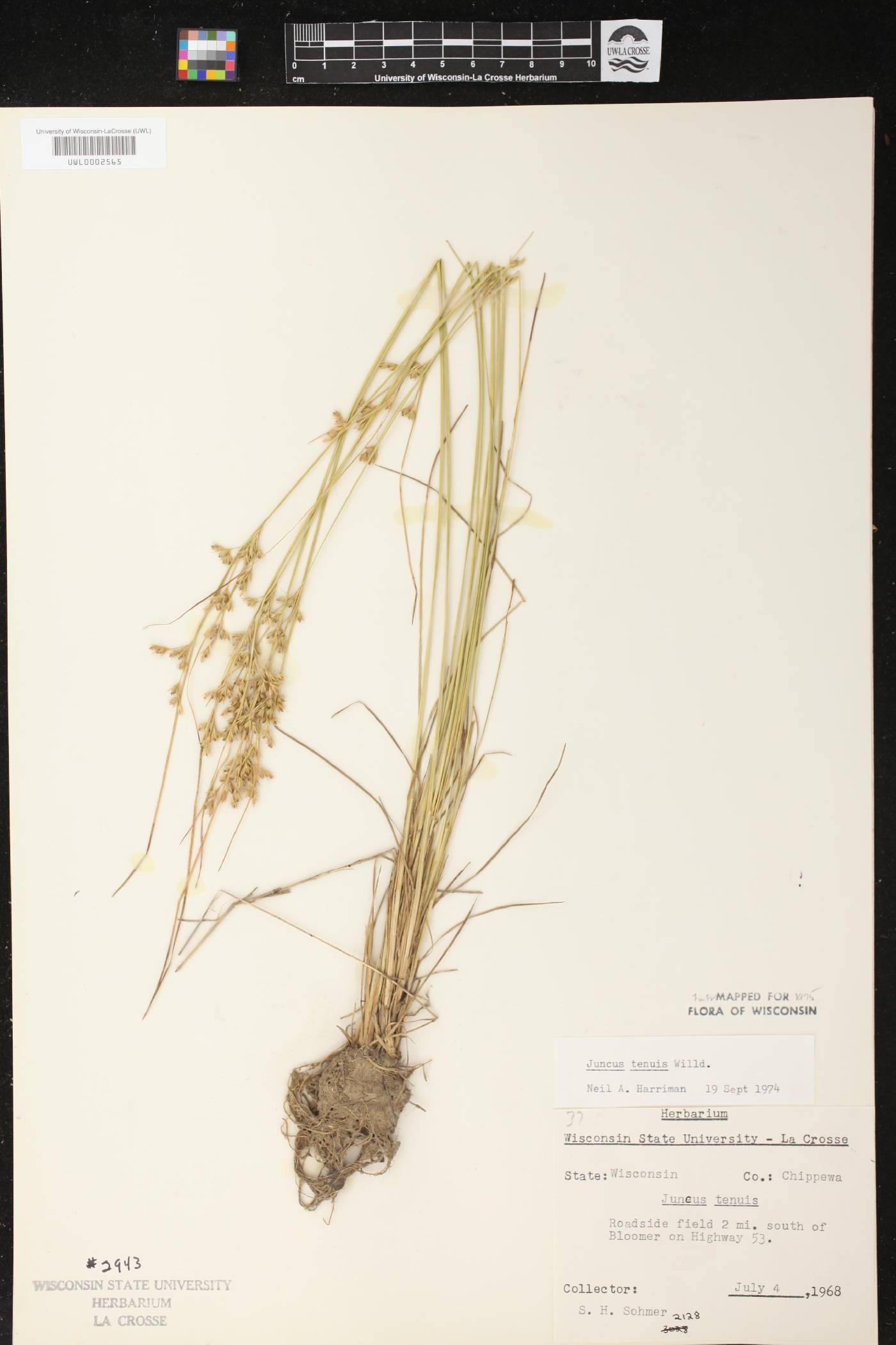 Juncus tenuis image