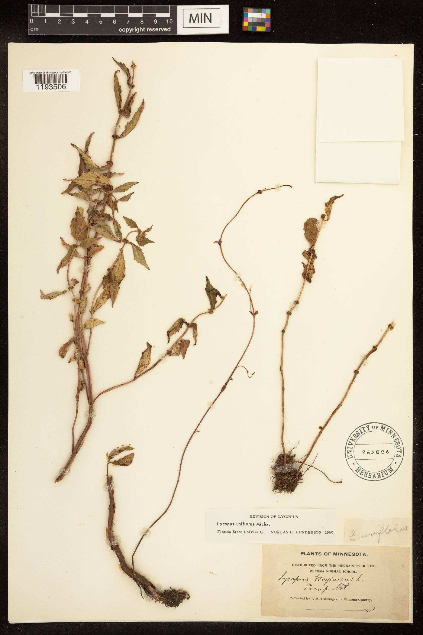 Lycopus uniflorus image