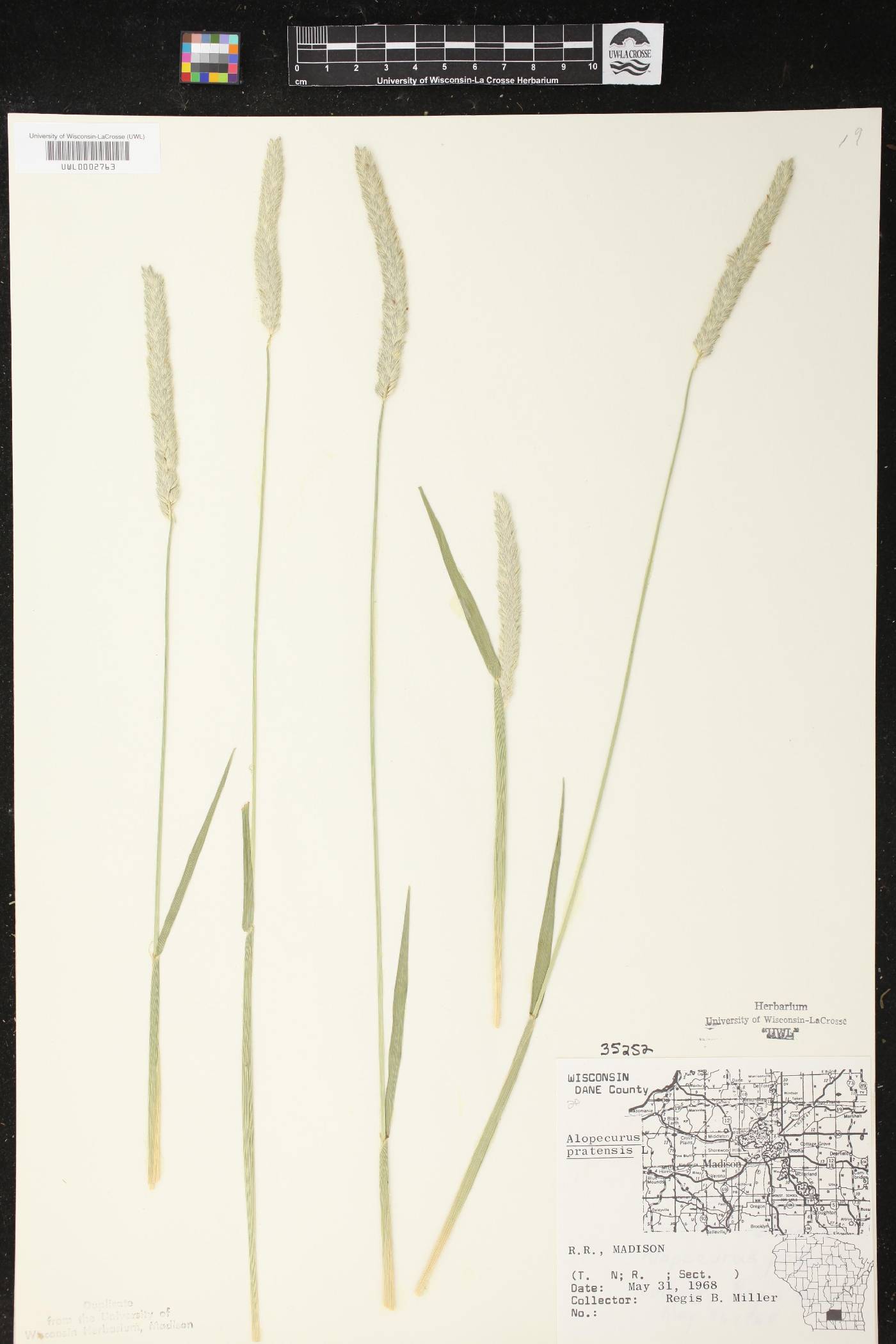 Alopecurus pratensis image