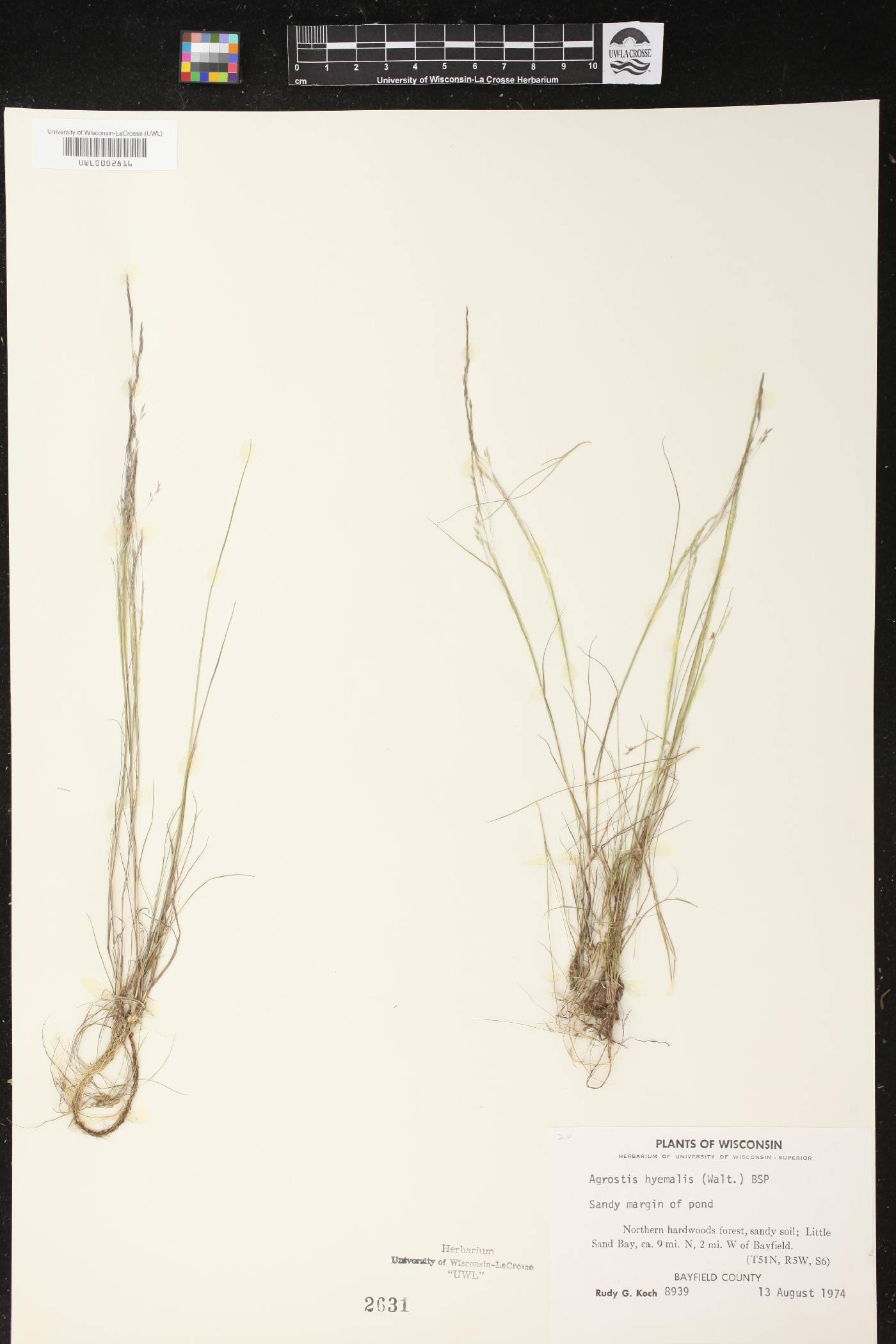 Agrostis hyemalis image