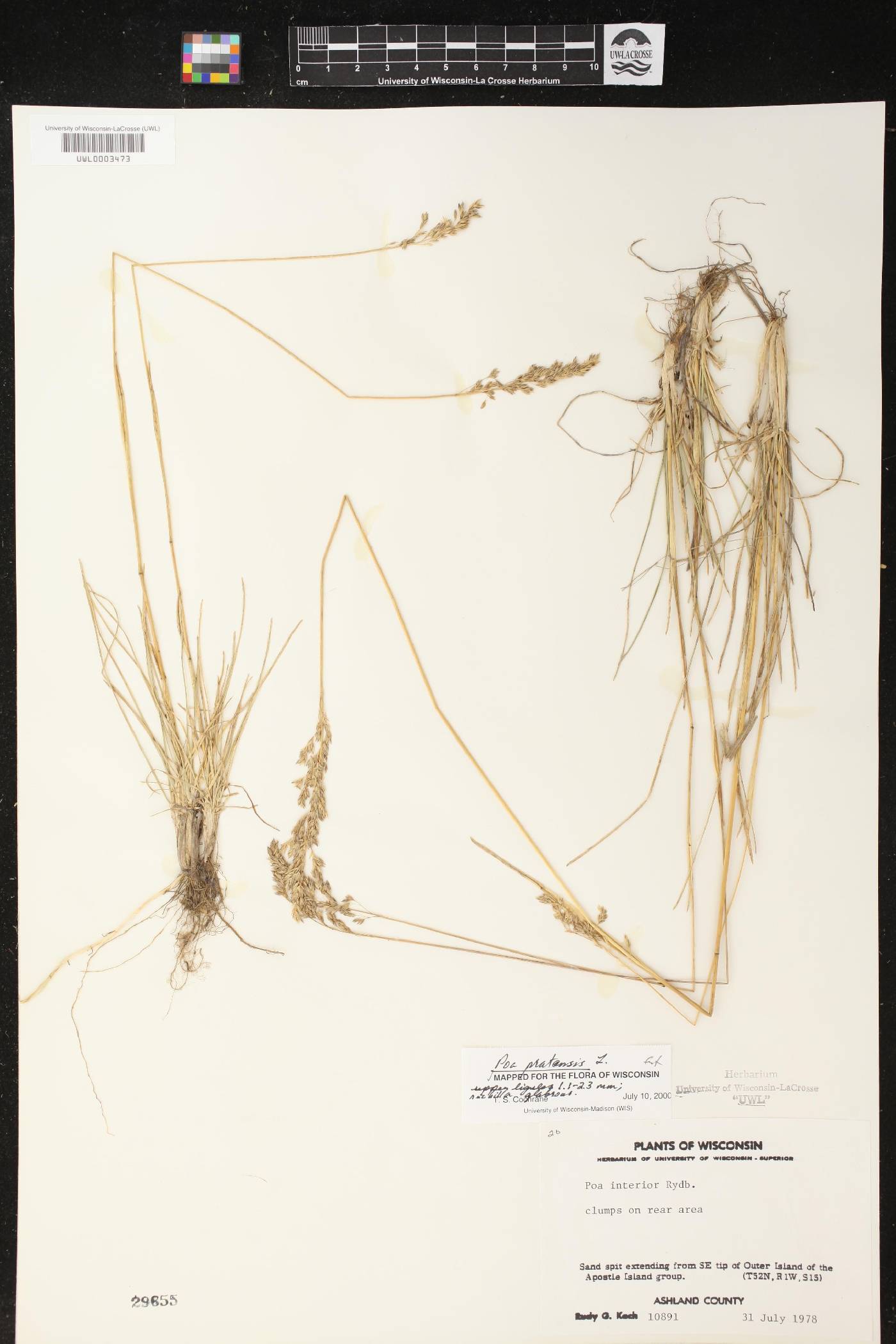 Poa pratensis image