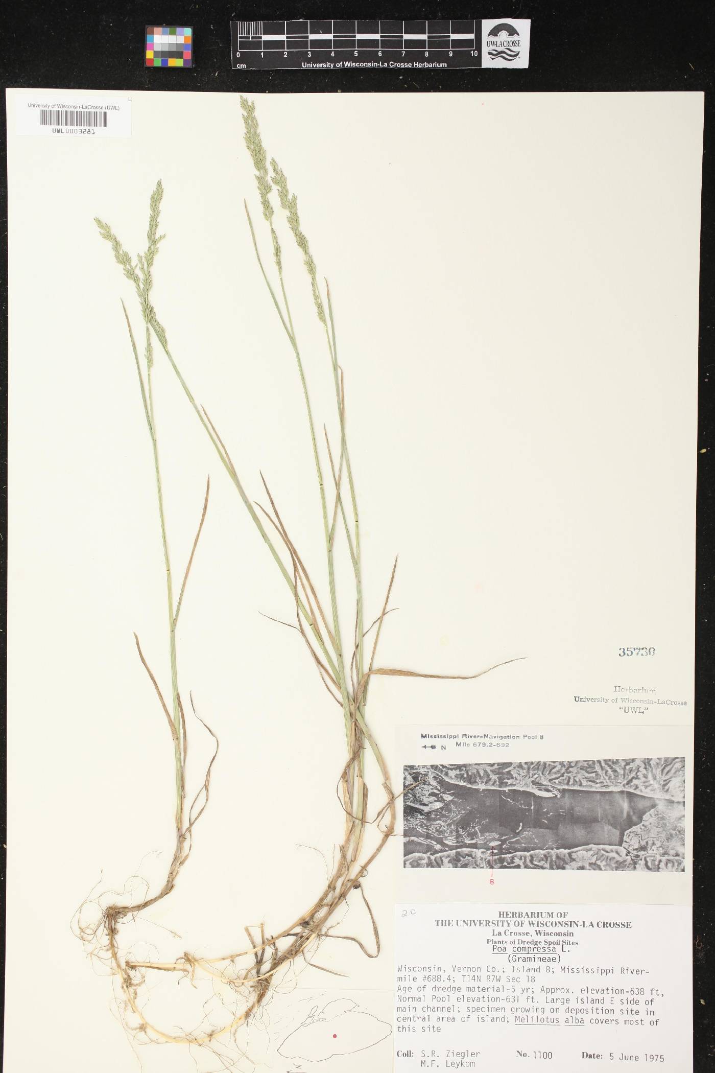 Poa compressa image