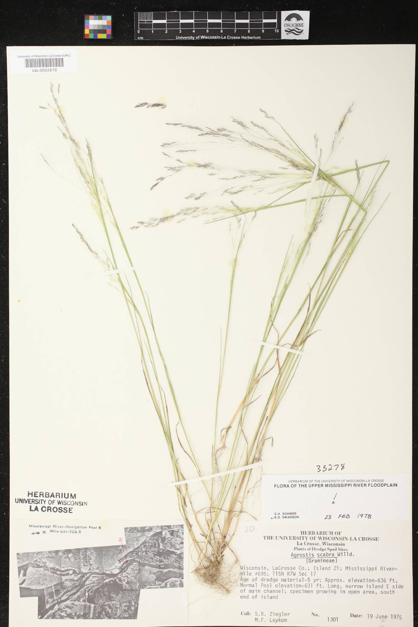 Agrostis scabra image