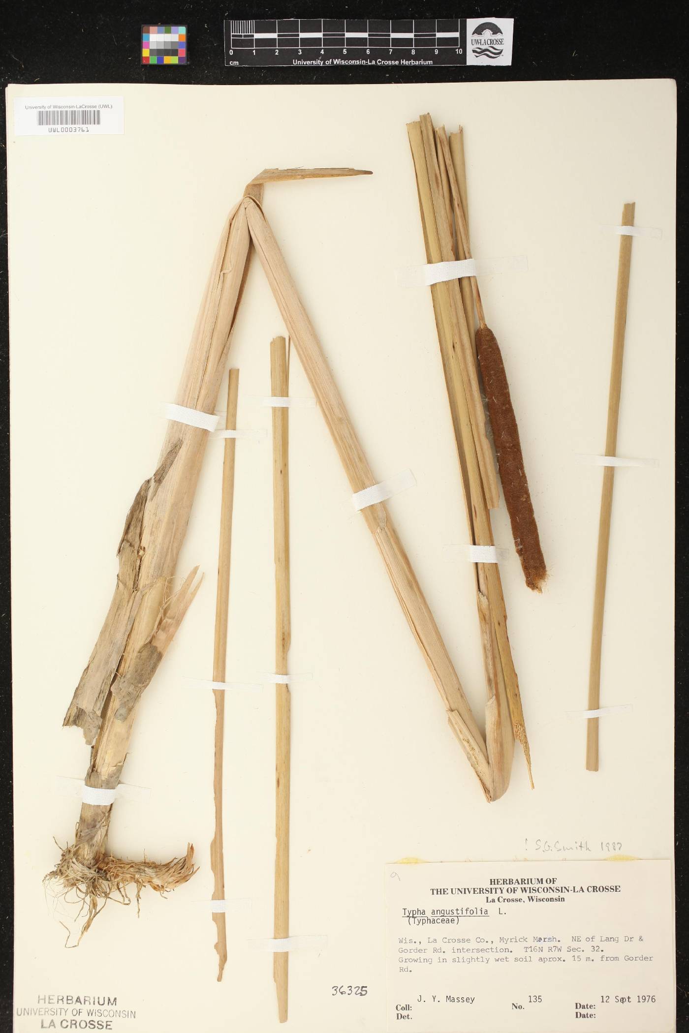 Typha angustifolia image